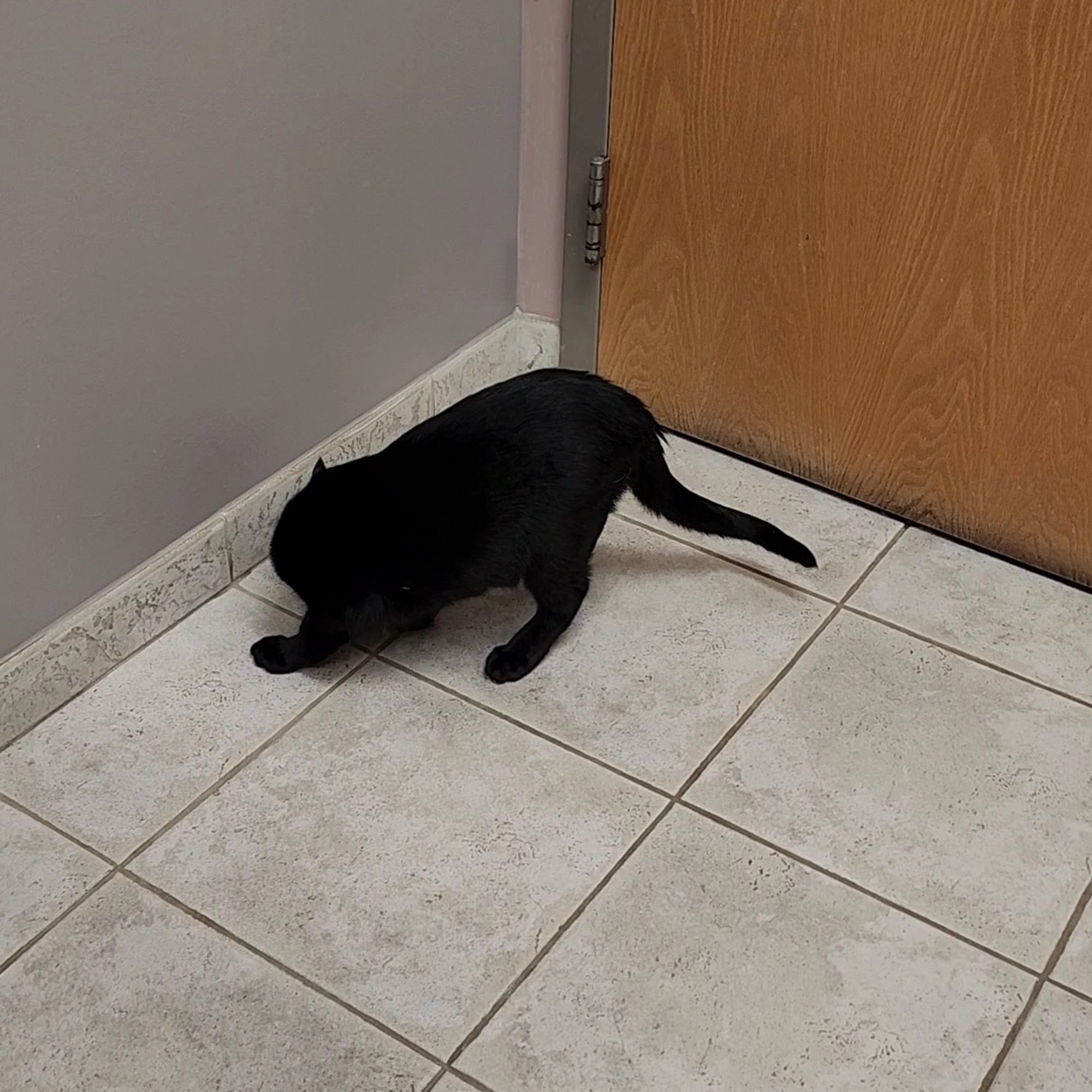 Granite City Pet Hospital St. Cloud