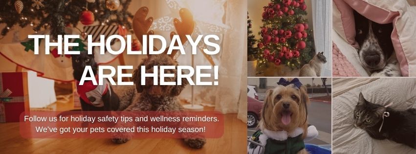 Oak Knoll Animal Hospital St. Louis Park