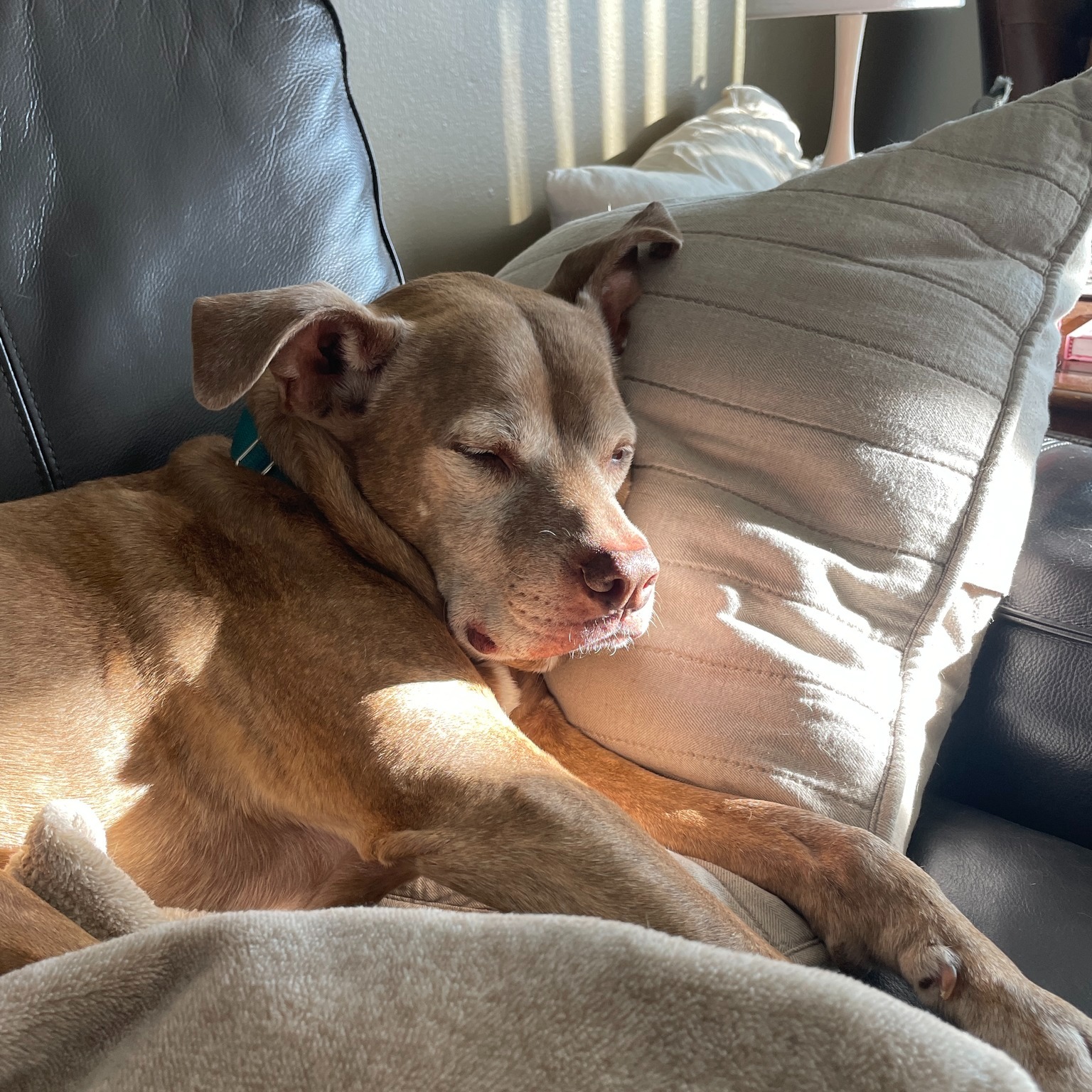 Paws Abilities Dog Training