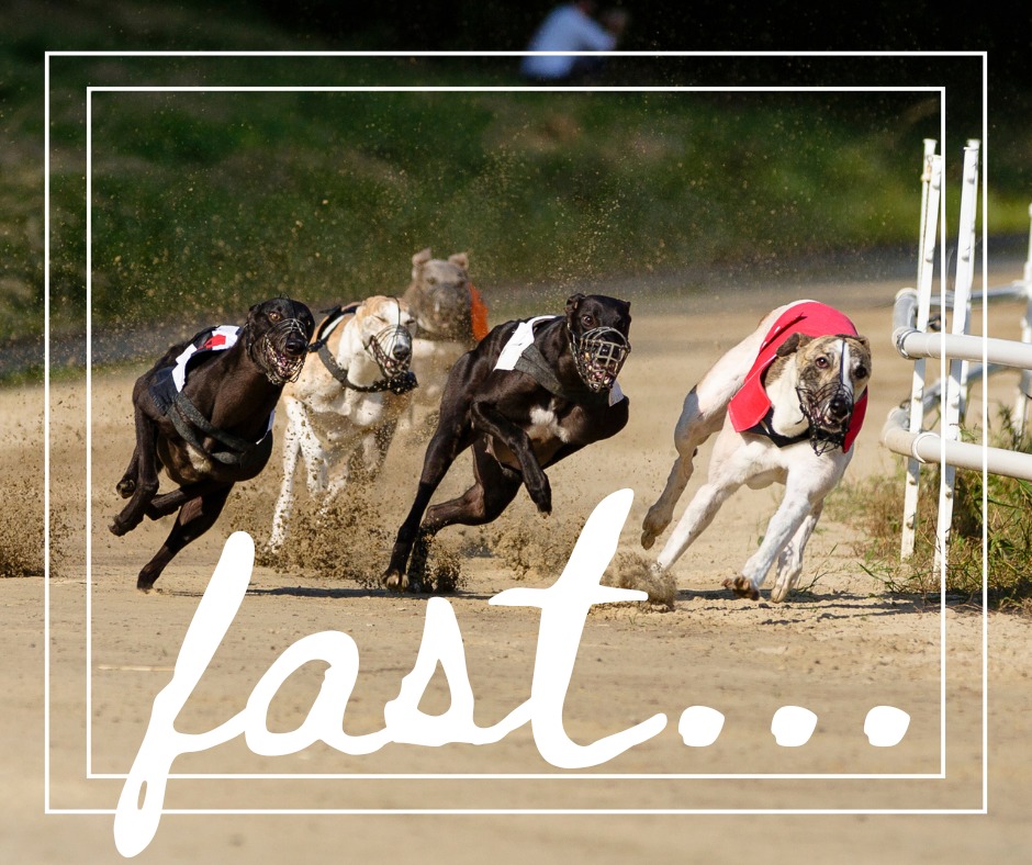 Paws Abilities Dog Training