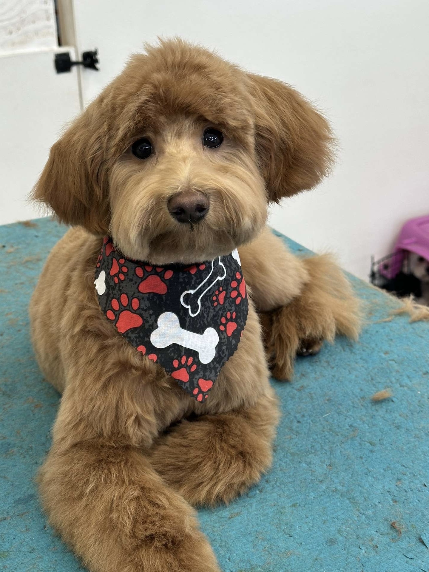 Happy Paws Dog Grooming and Daycare Stacy