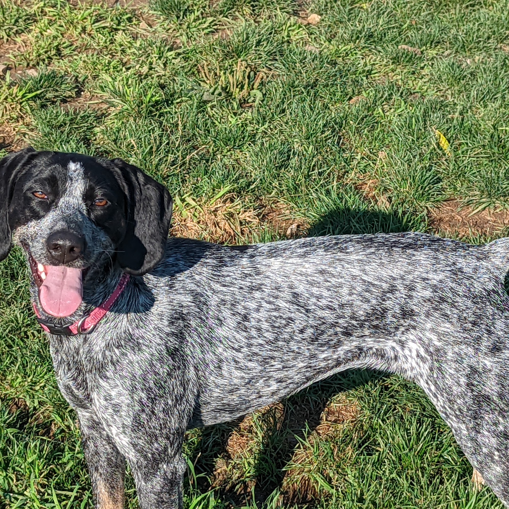 The Dog's Den Stewartville