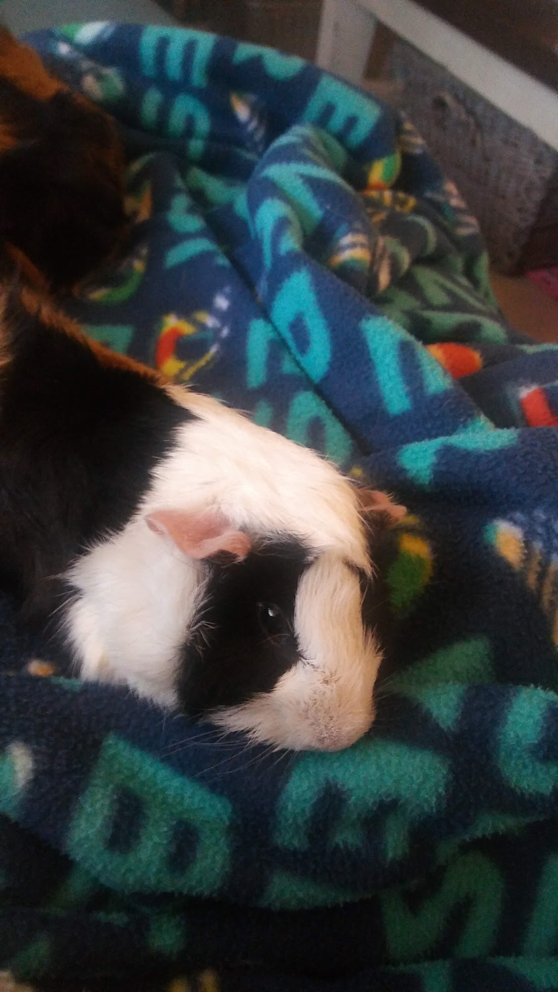 At Home Animal Clinic Stillwater