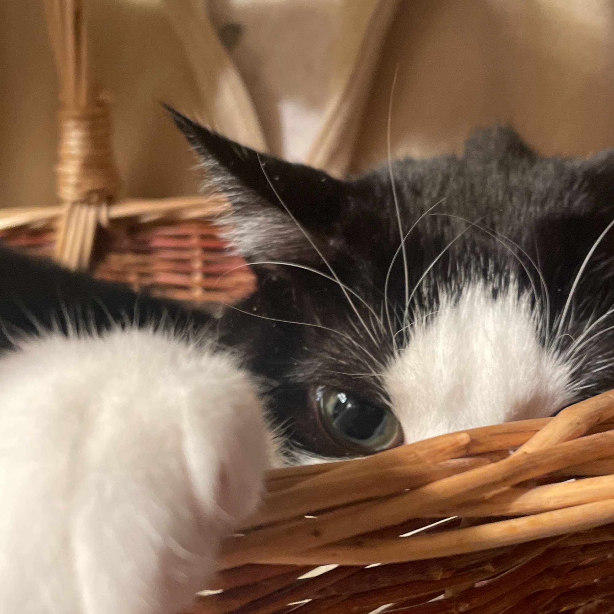 Rivertown Animal Hospital Stillwater