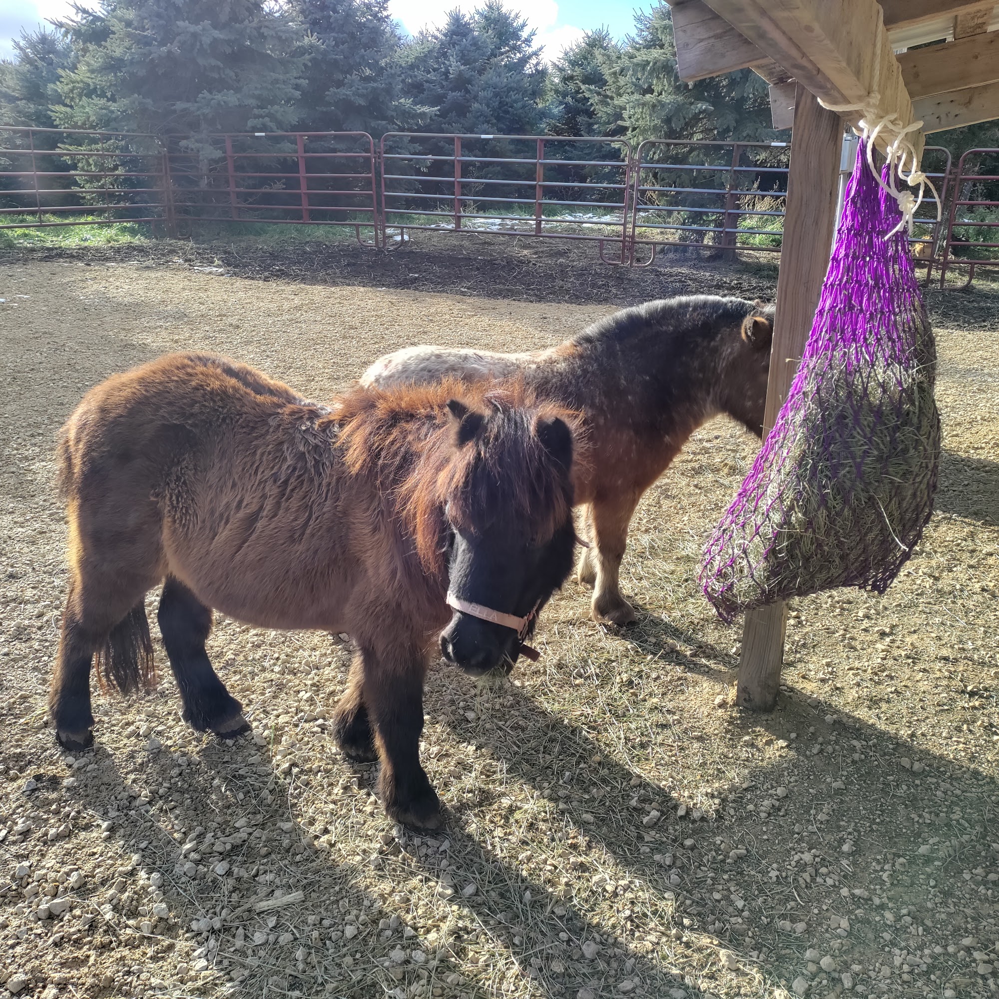 Millhouse Mobile Veterinary Stillwater