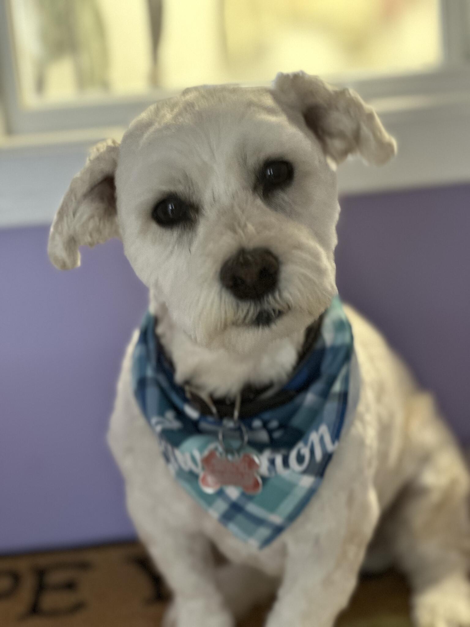 Grooming Avenue Pet Salon Stillwater
