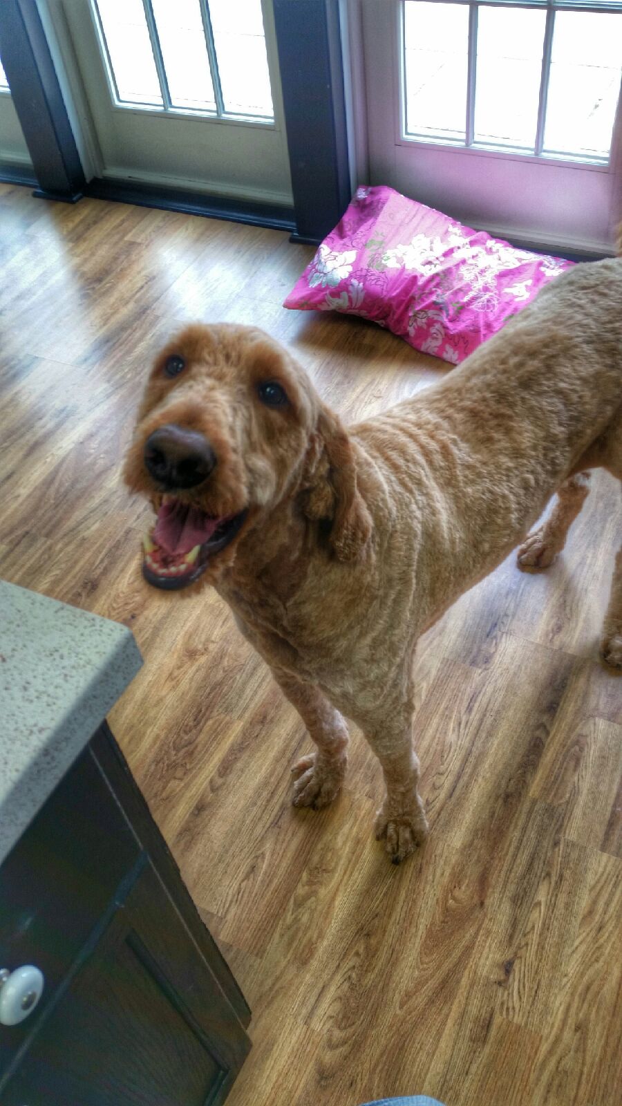 River Dogs Grooming Salon LLC Stillwater