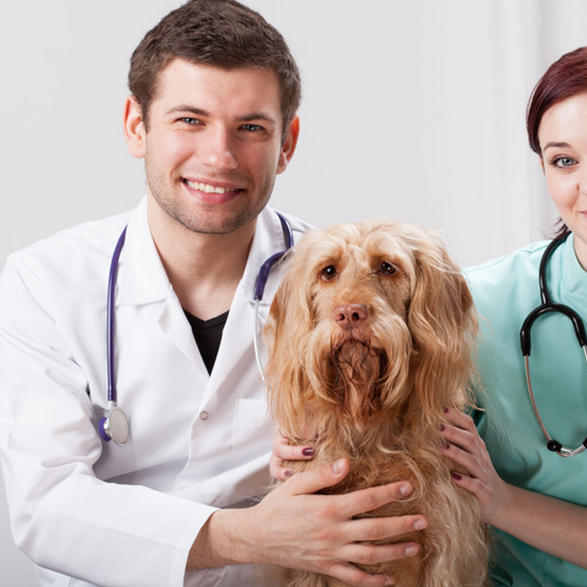 Valley Animal Hospital LLC Thief River Falls