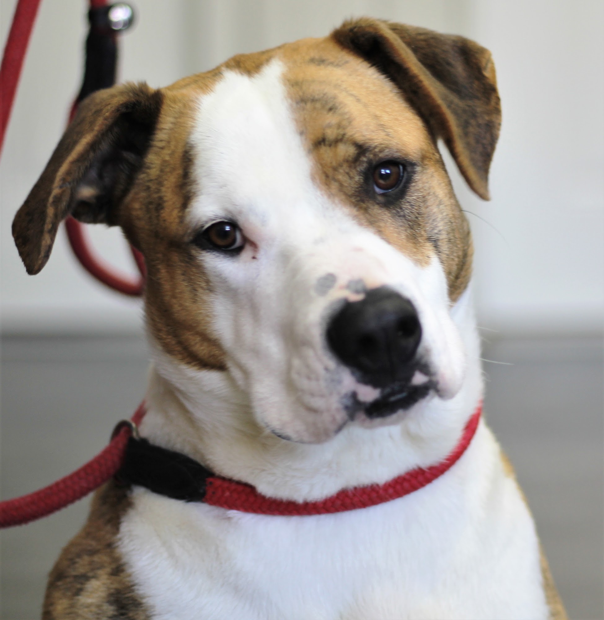 Pennington County Humane Society Thief River Falls