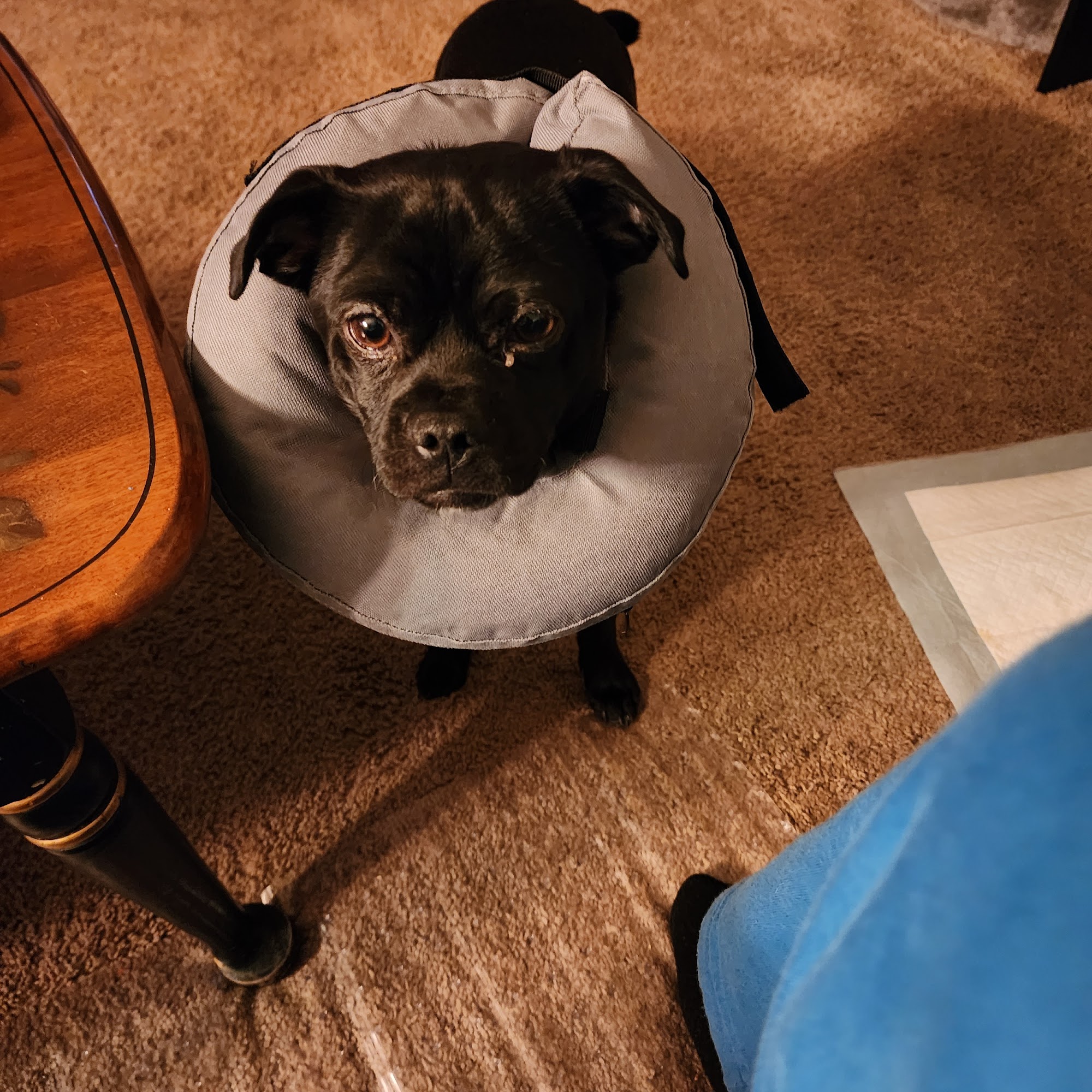 Lake County Veterinary Clinics, PLLC Two Harbors