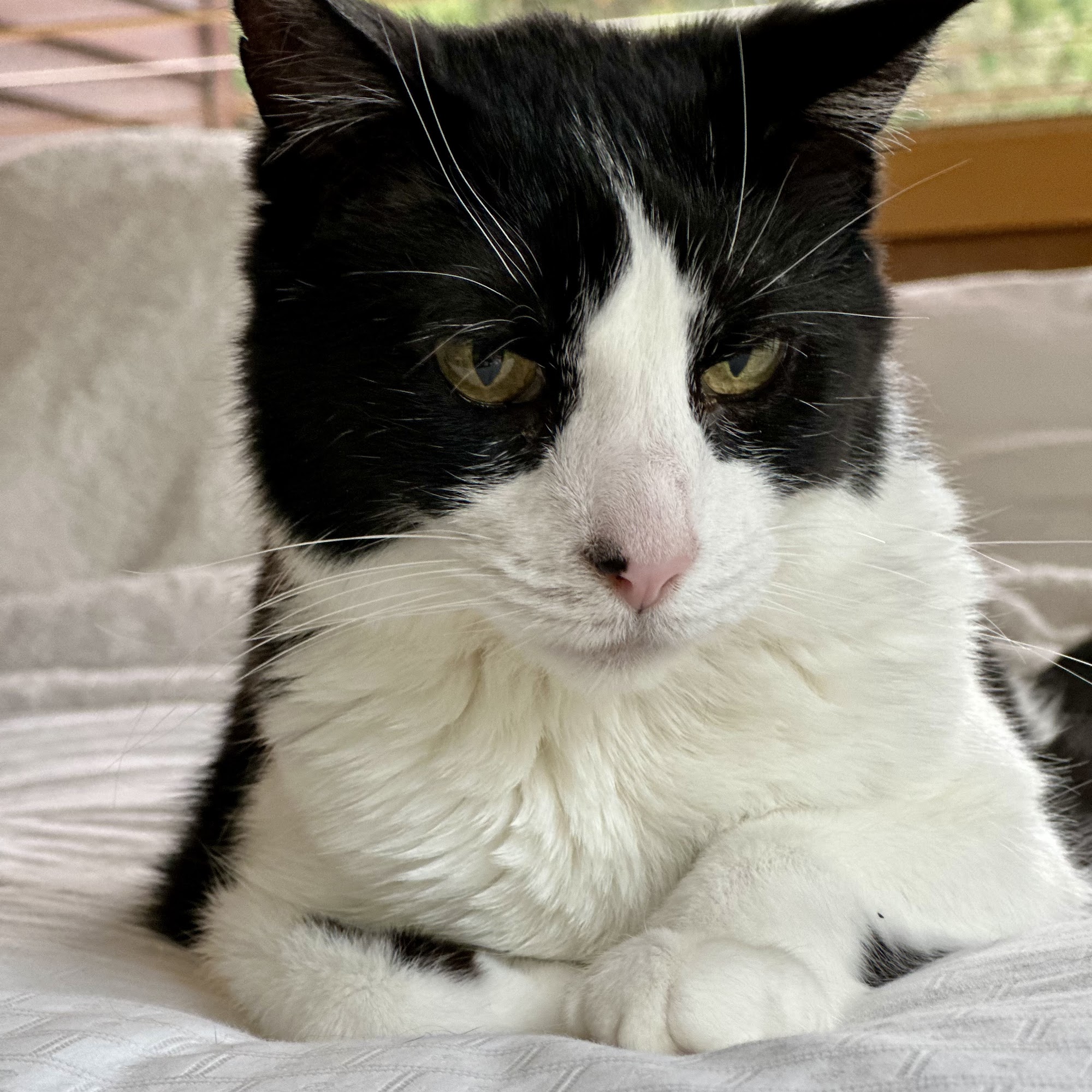 Victoria Veterinary Hospital Victoria