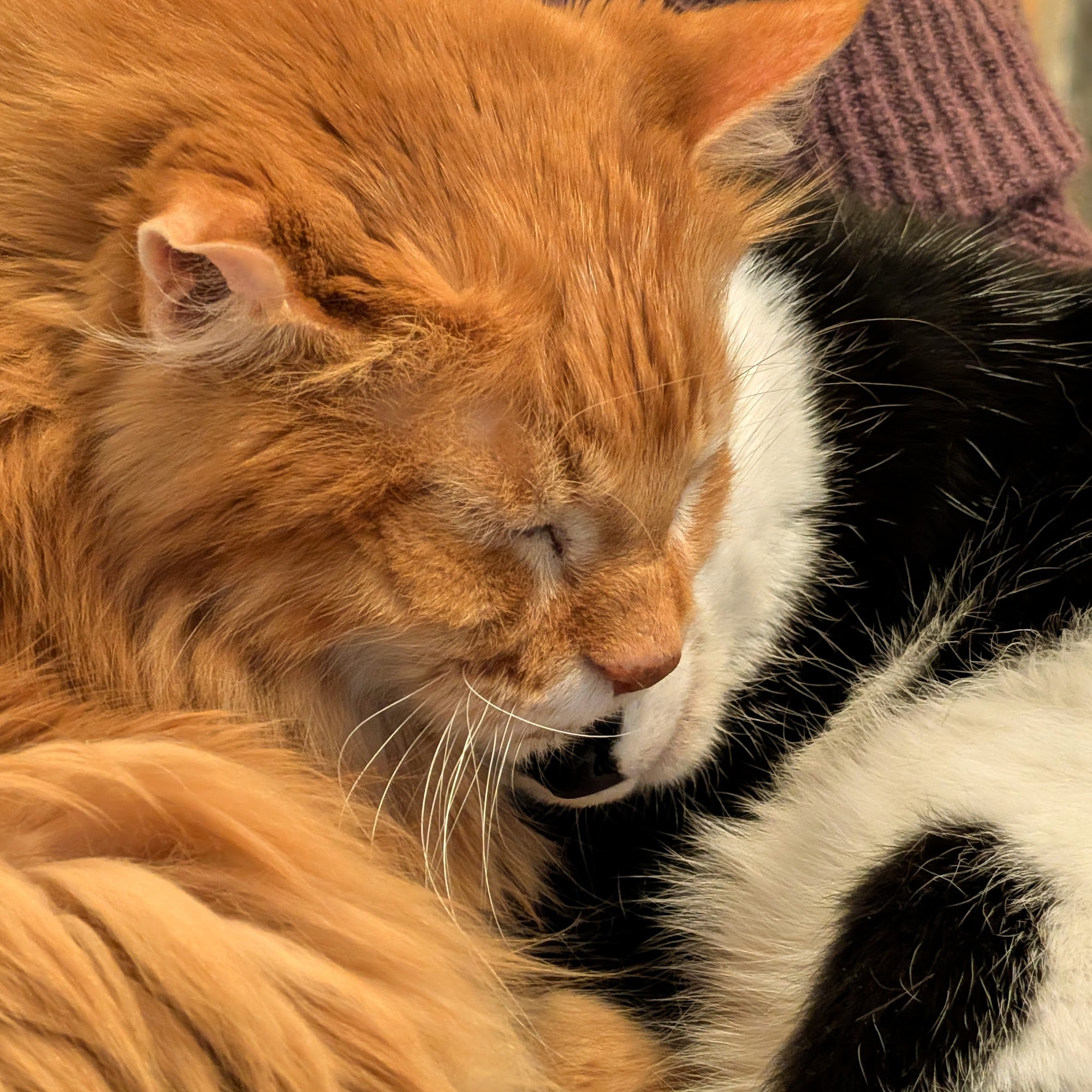 Critter Care Pet Clinic Virginia