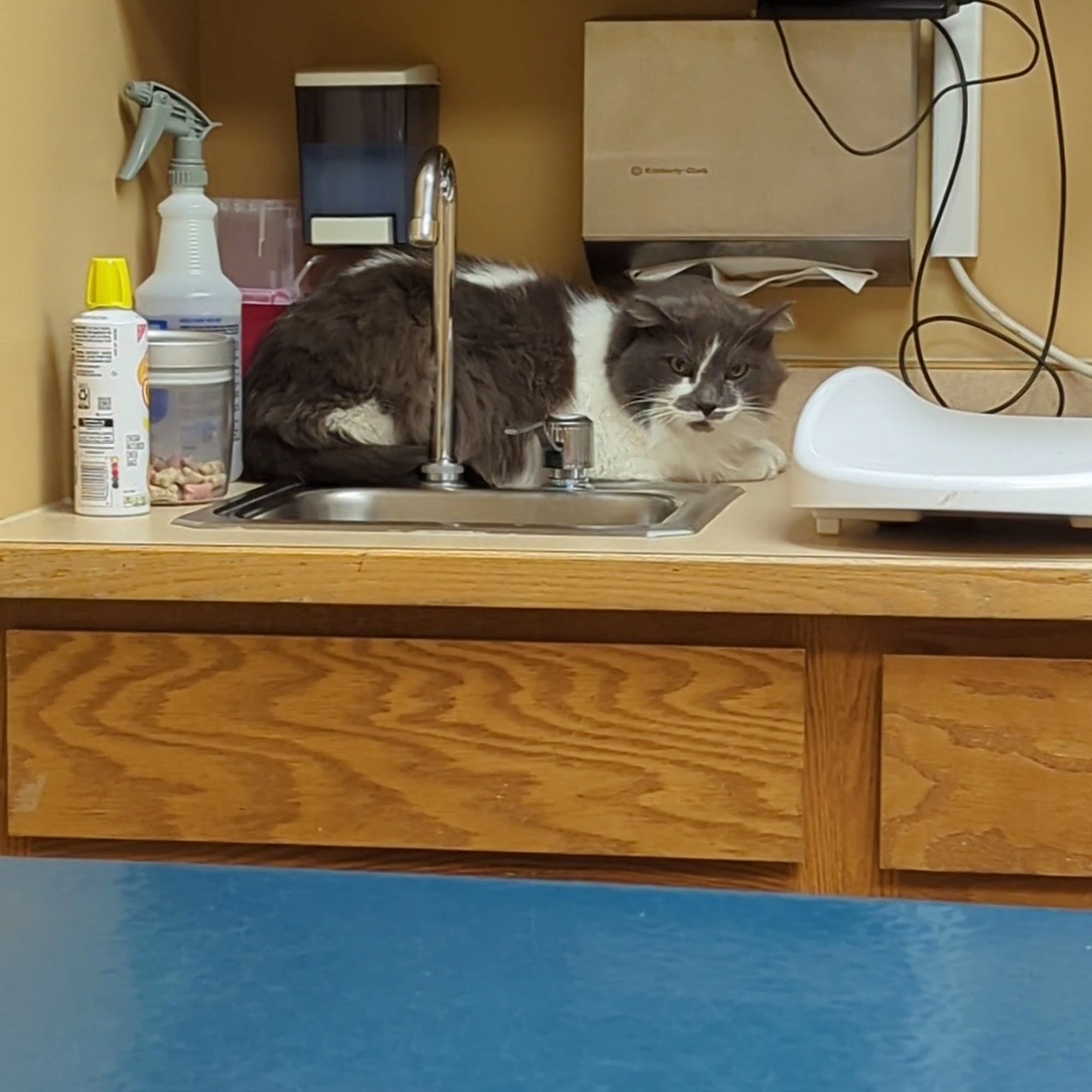 Waconia Veterinary Clinic Waconia