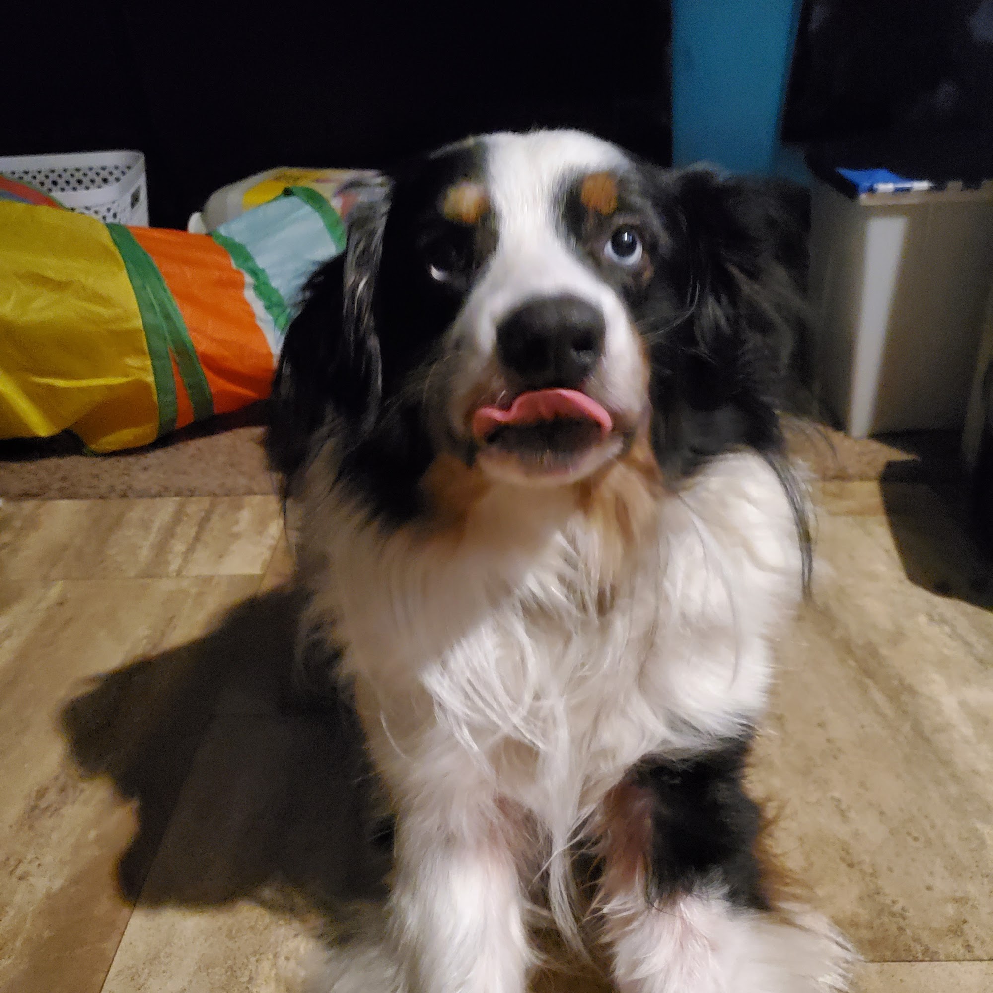 Waite Park Veterinary Hospital Waite Park