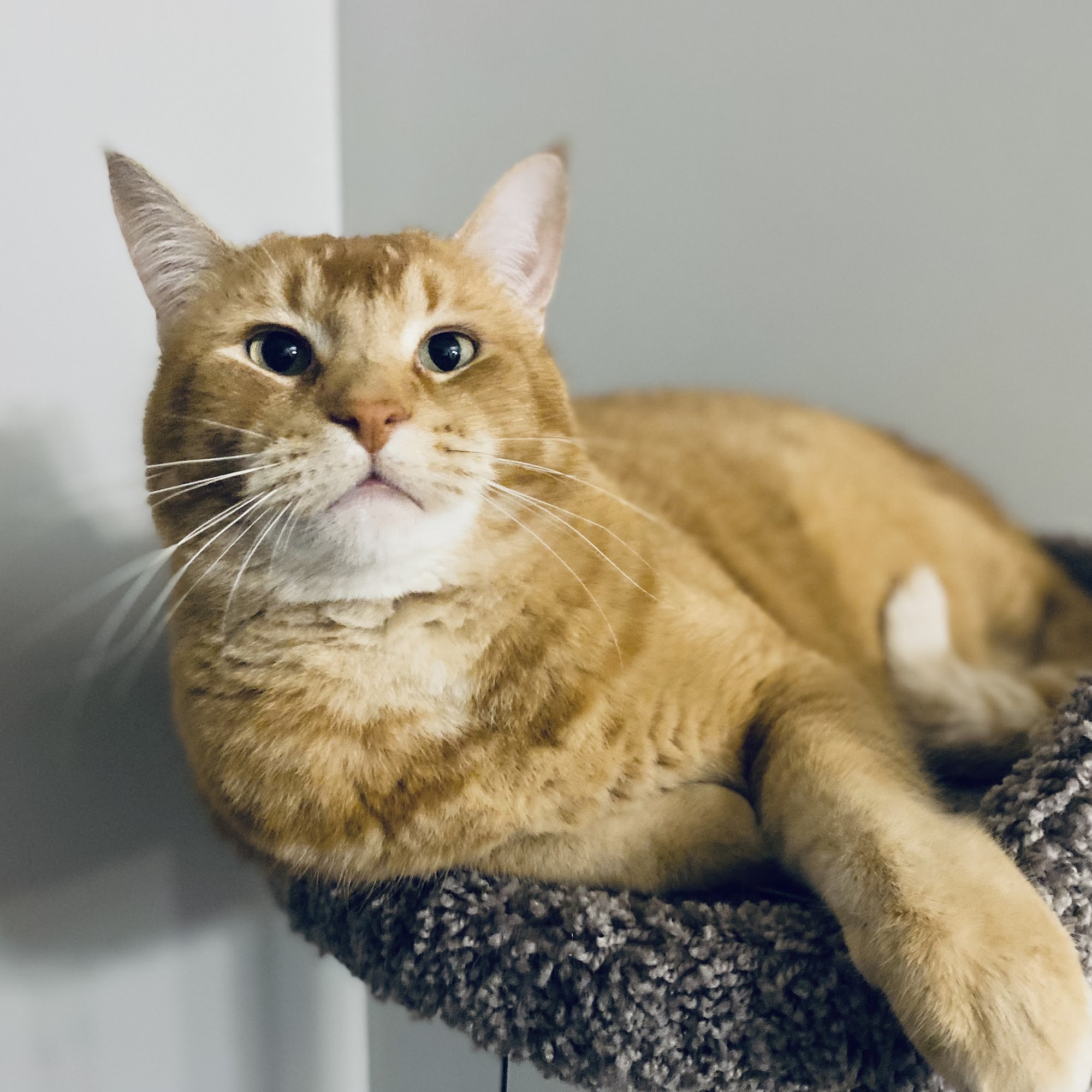 Boysen Animal Hospital PA Waite Park