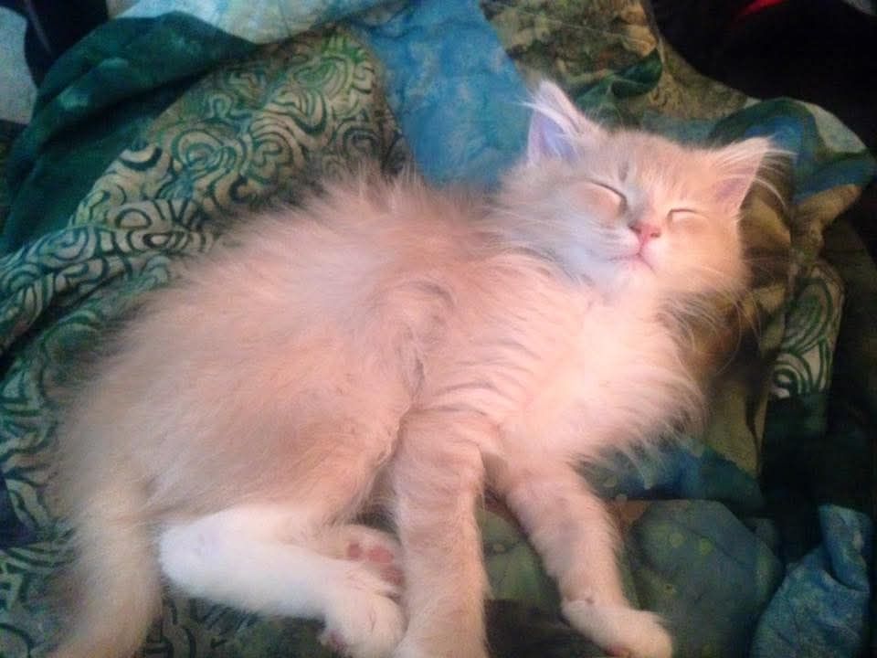 Serenity Therapeutic Massage