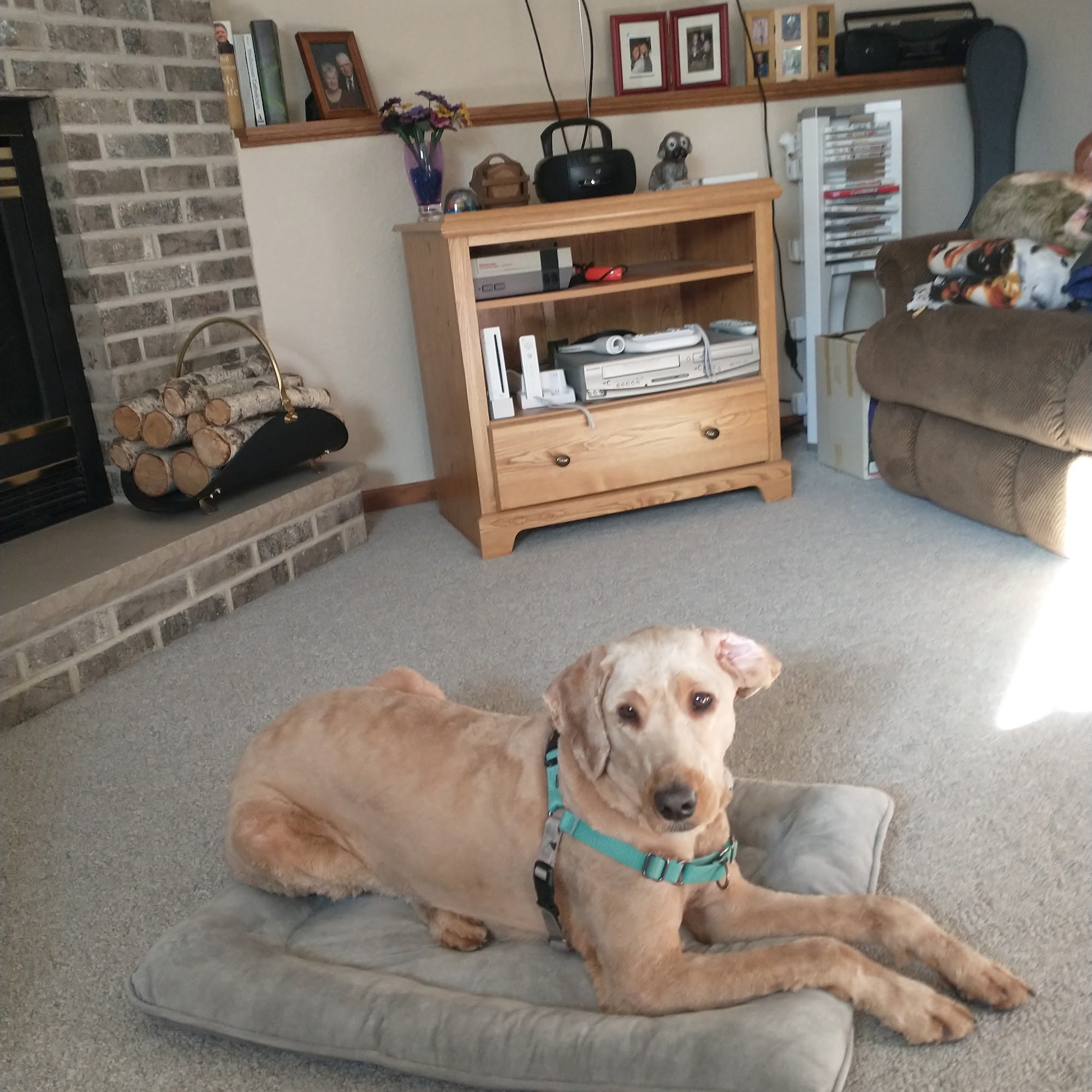 Pet Supplies Plus Waite Park Waite Park