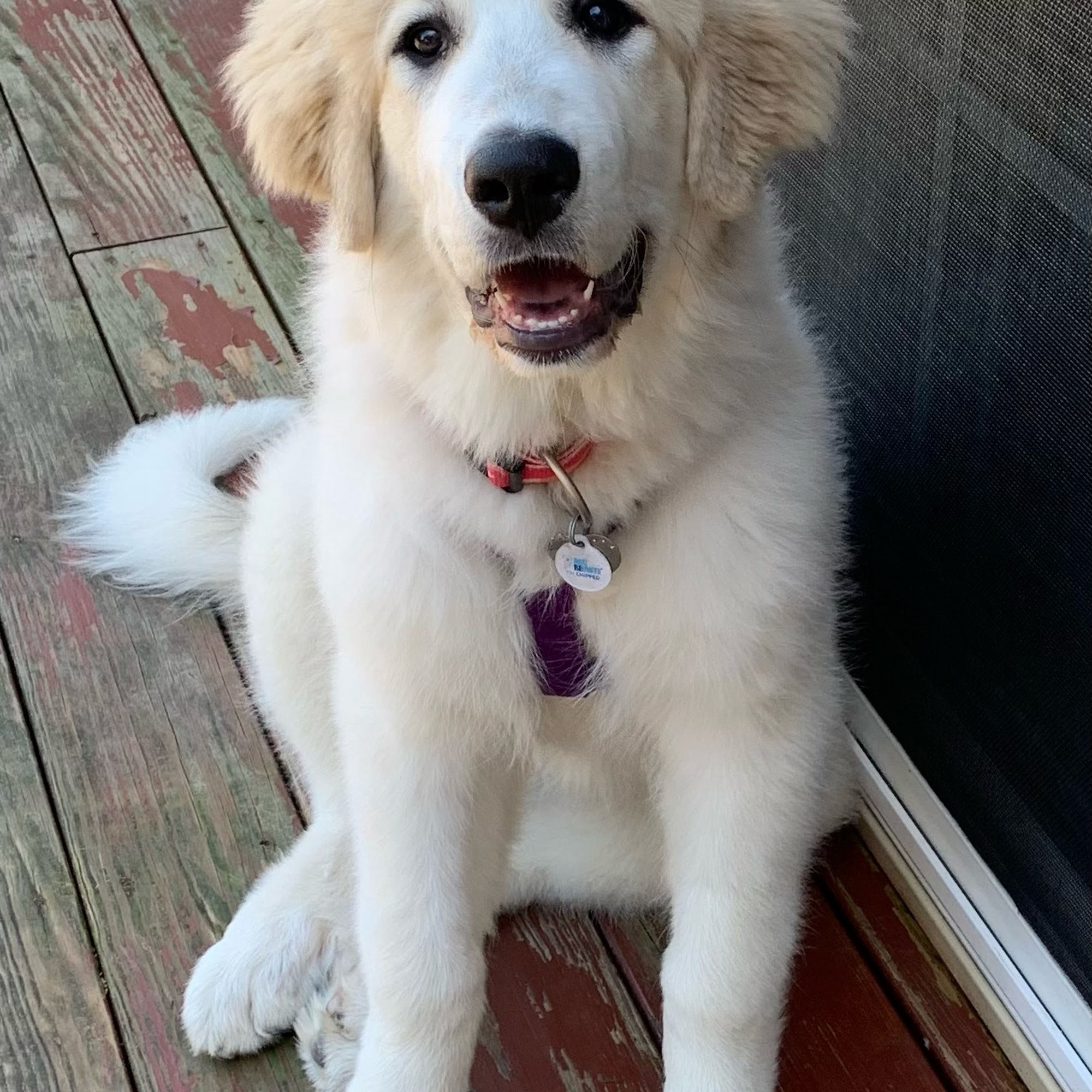 Up North Pyrenees Warroad