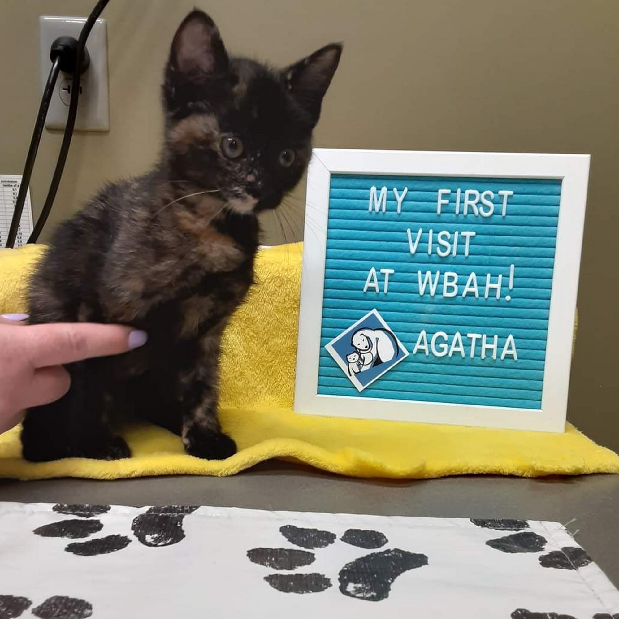 White Bear Animal Hospital White Bear Lake