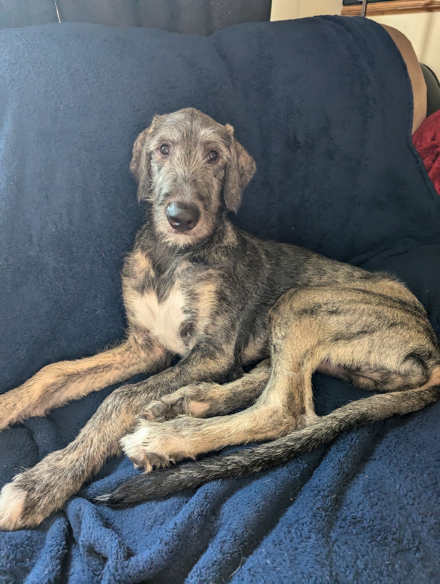 Lake Animal Hospital White Bear Lake