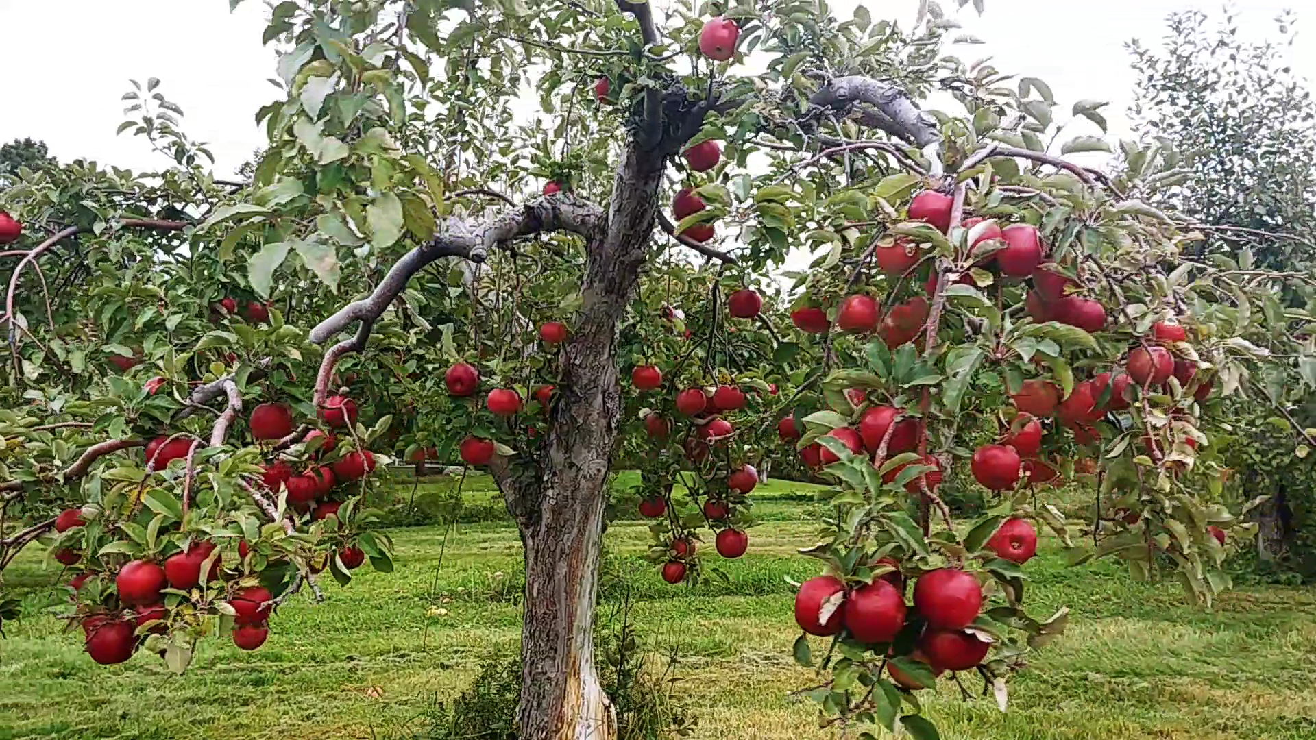 Pine Tree Apple Orchard Menu