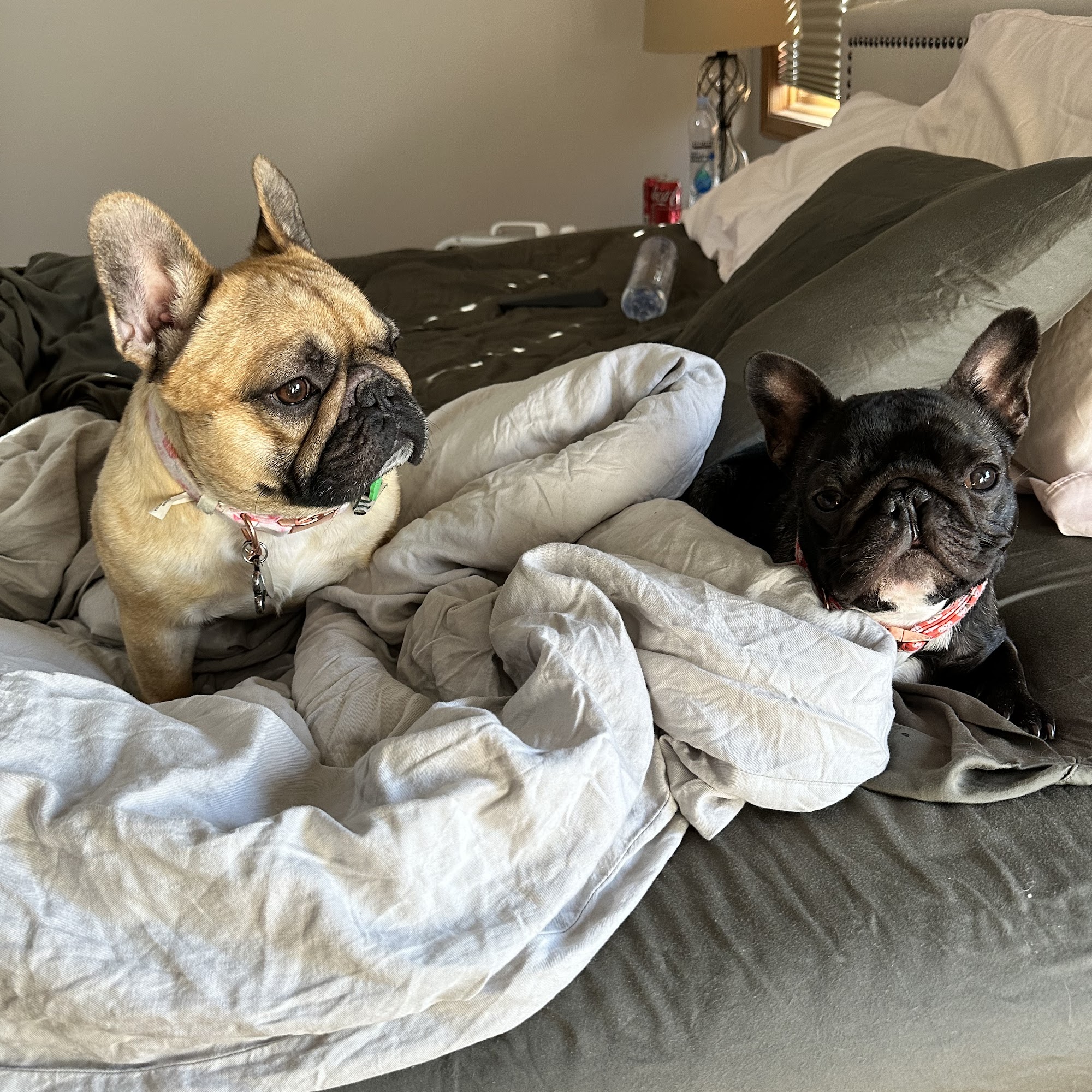 Haute Dog Spa - White Bear Lake White Bear Lake