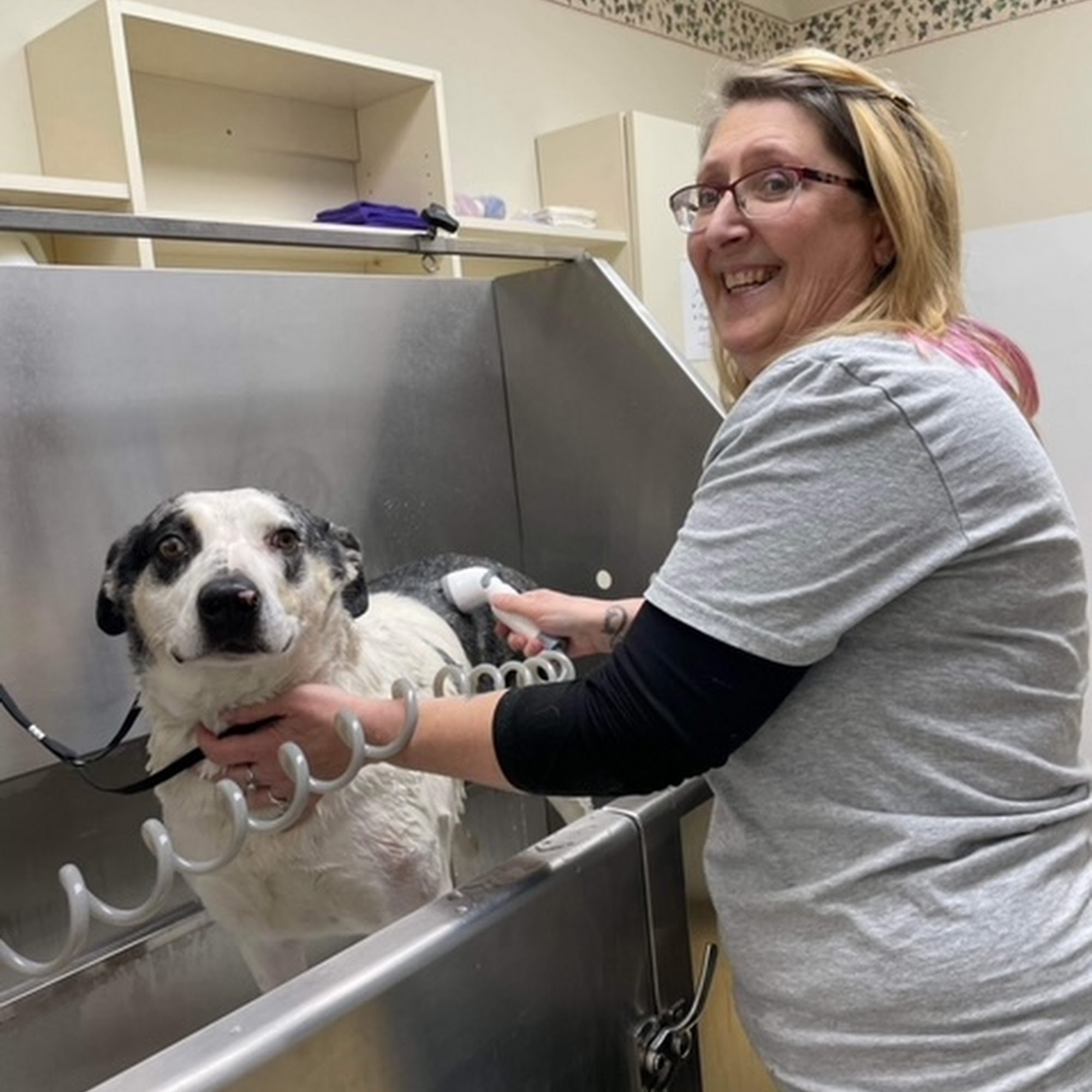 Carmen's Critter Wash Windom