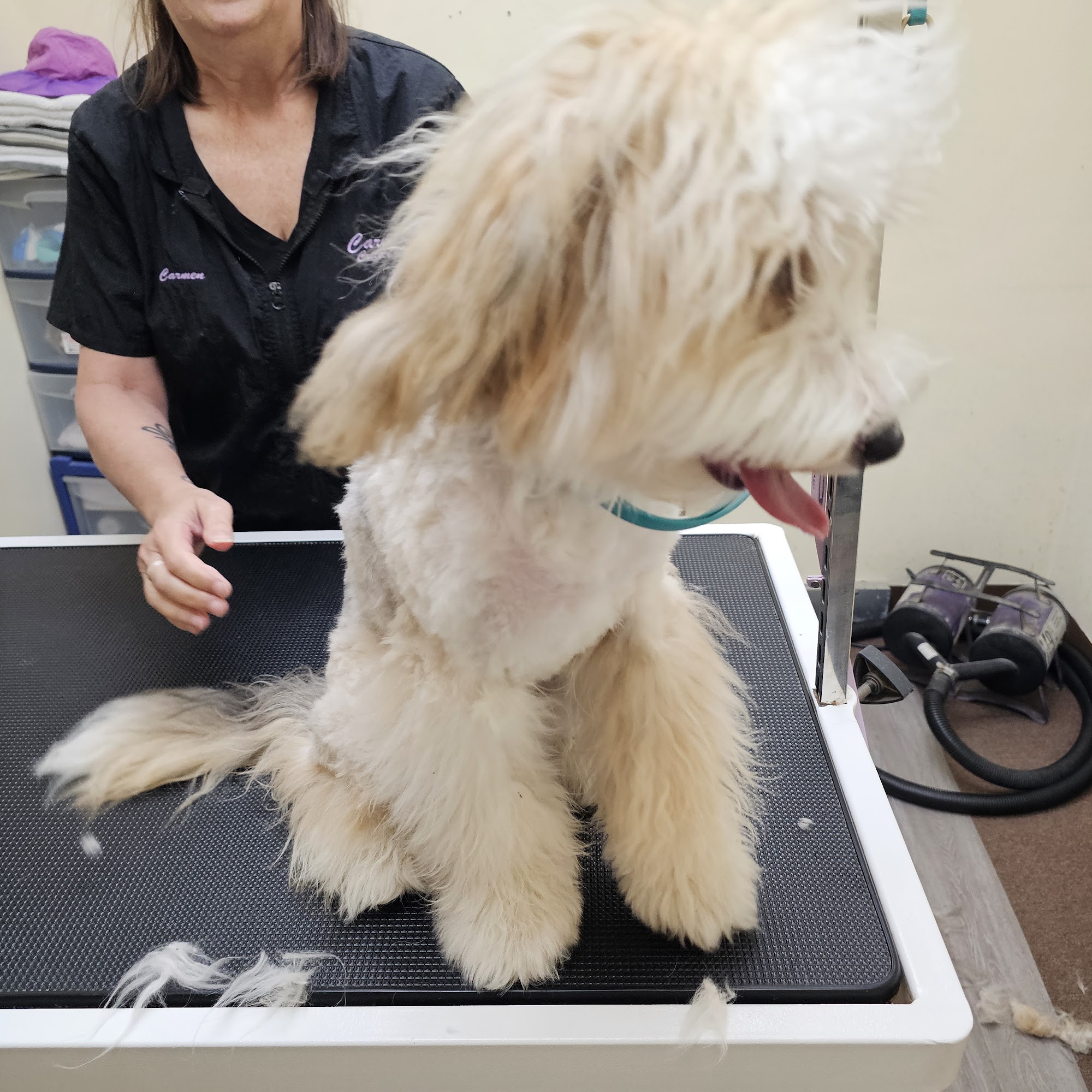 Carmen's Critter Wash