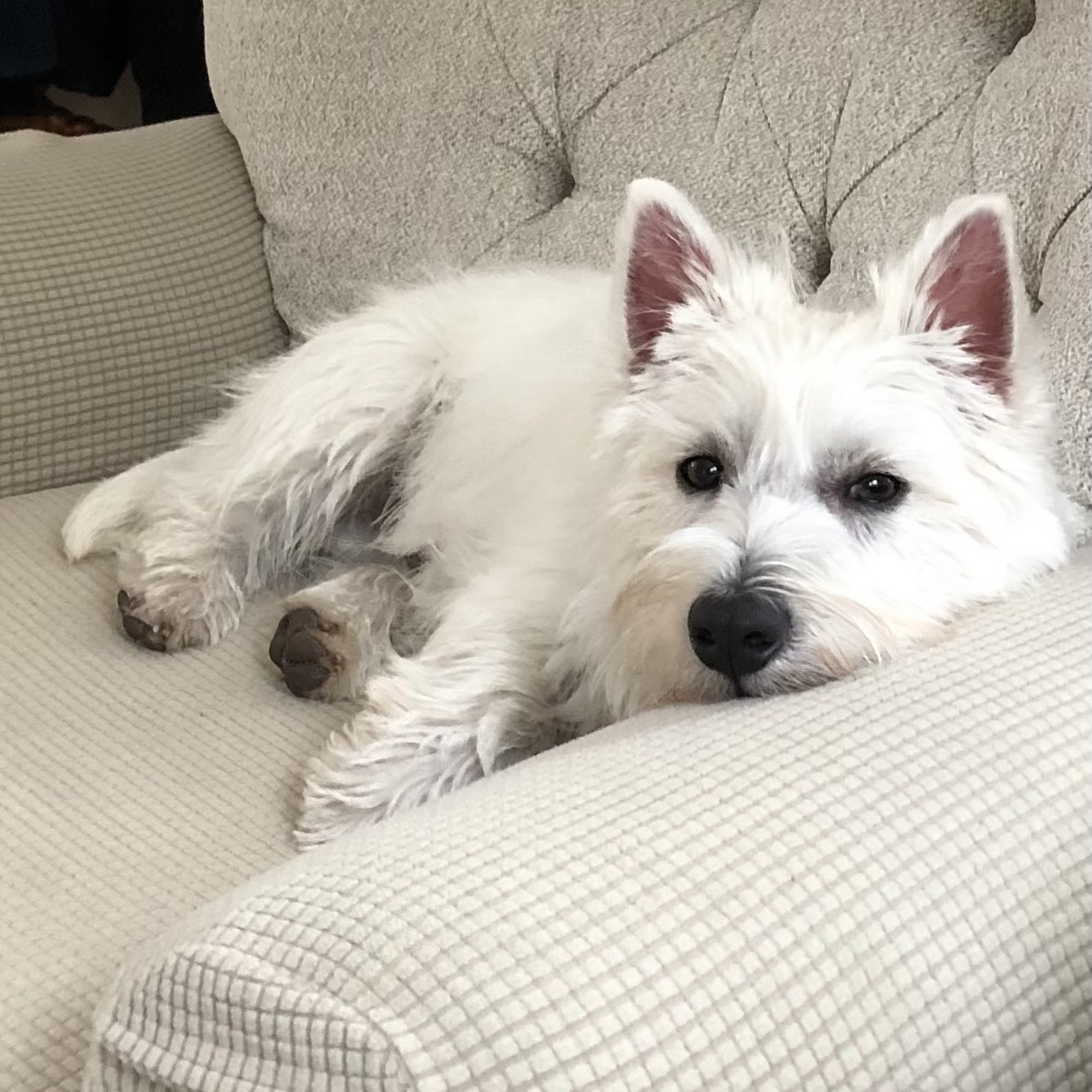 Puppy Paws 4 You Winona