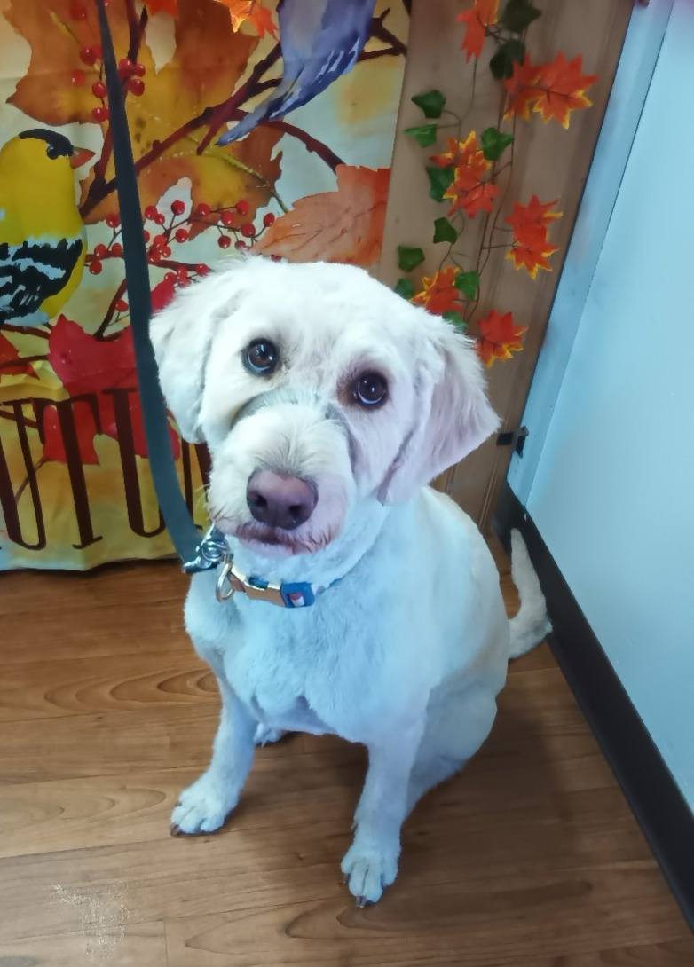 All 4 Paws, LLC Winona