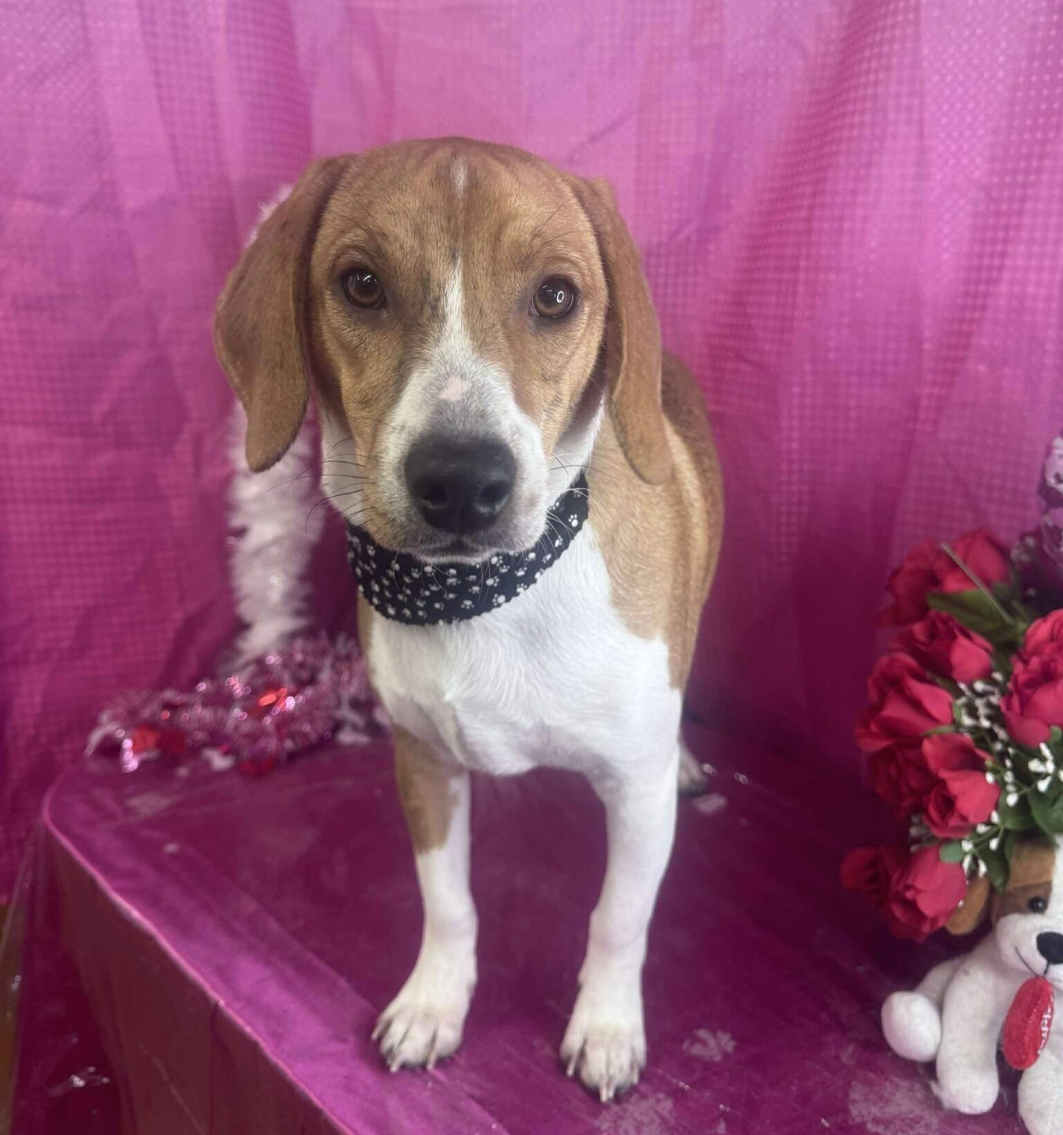 All 4 Paws, LLC Winona