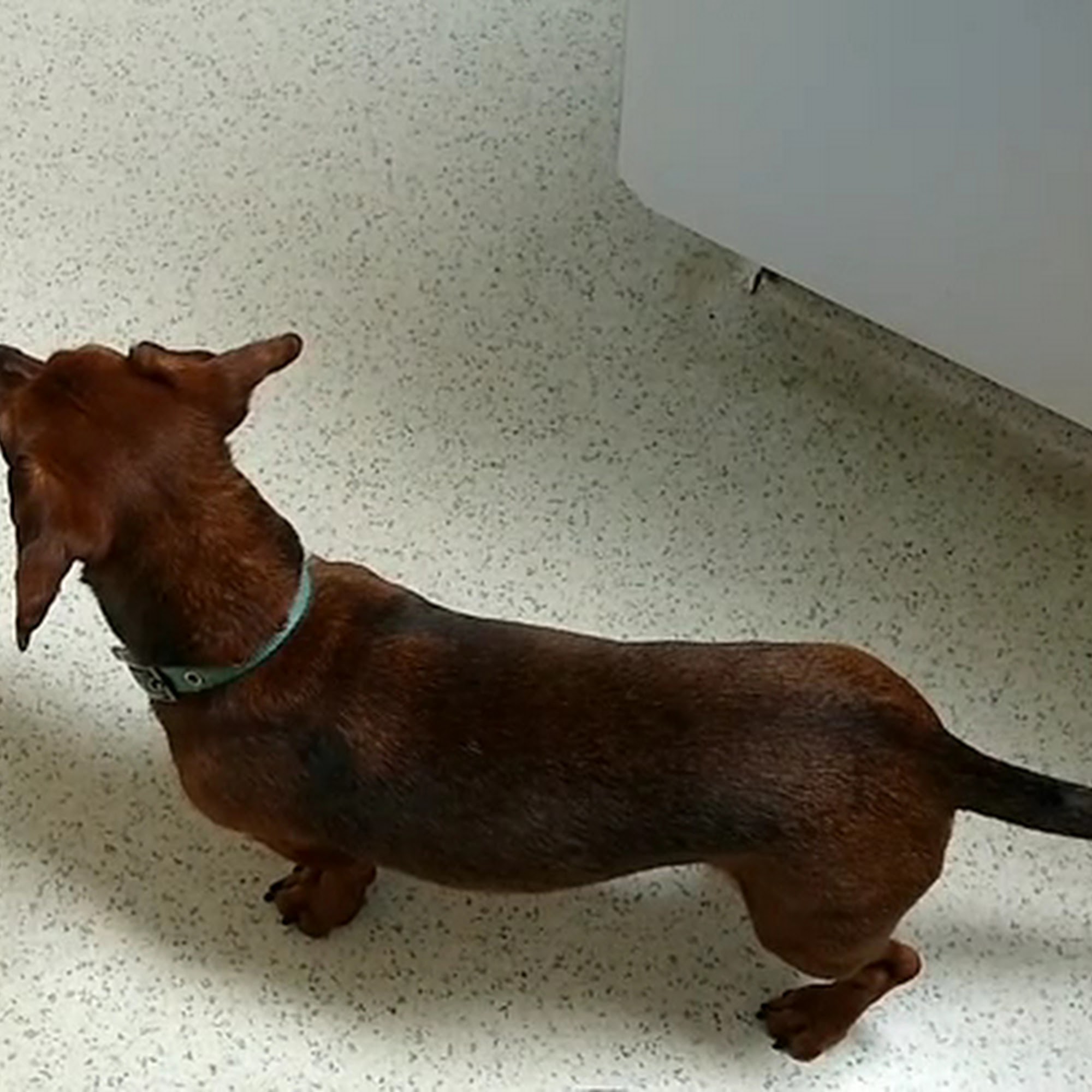 Carver Lake Veterinary Center Woodbury