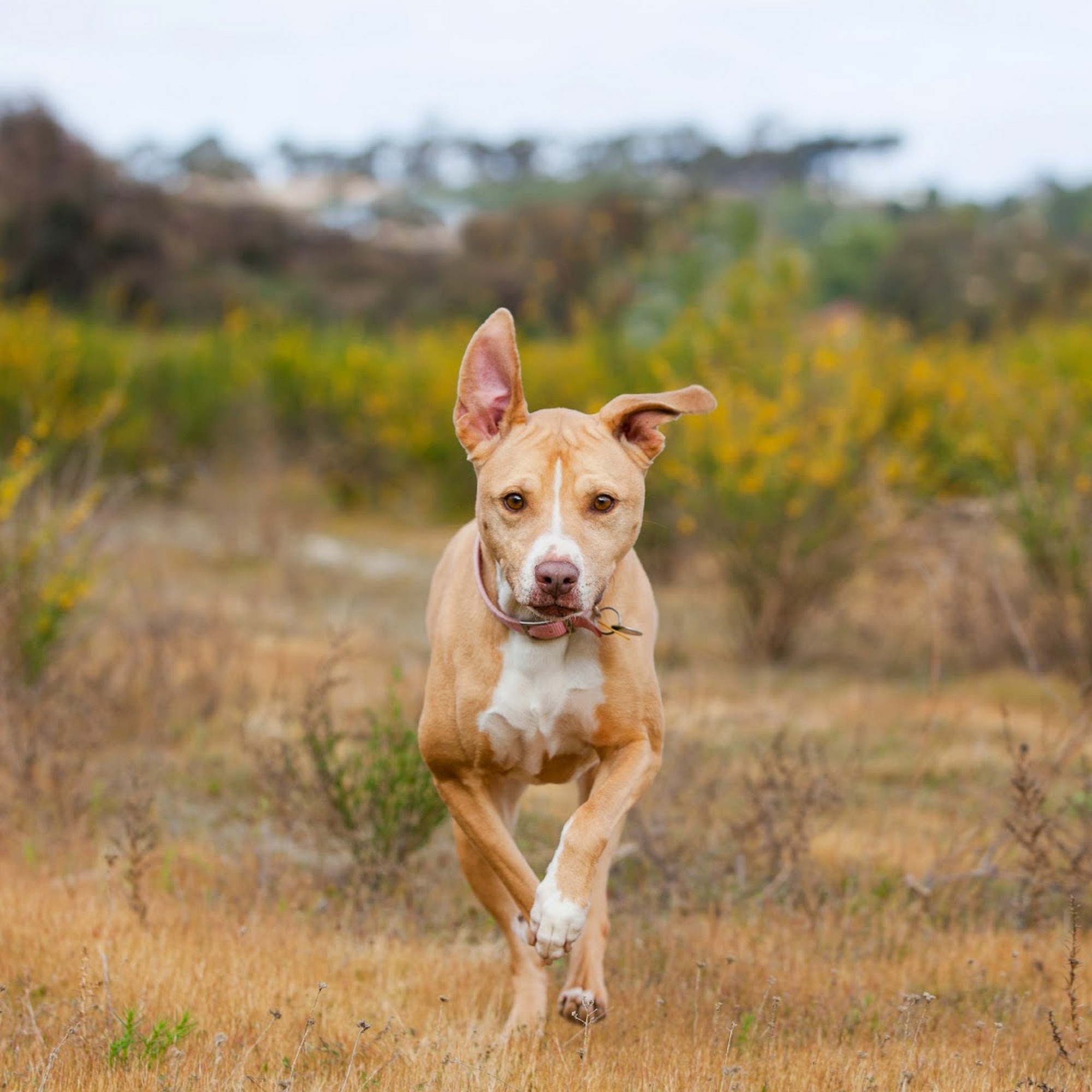 Hudson Road Animal Hospital Woodbury