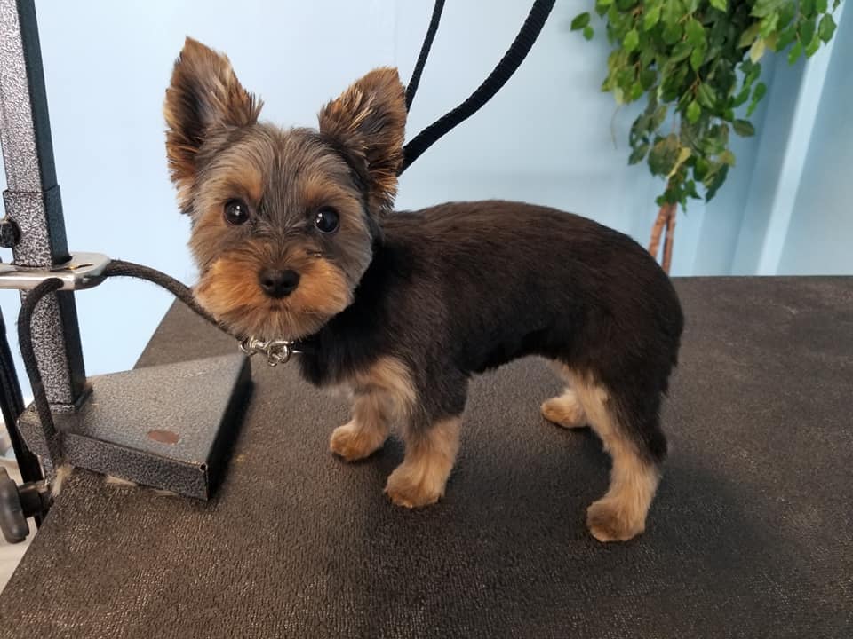 Fur the Love of Pets Woodbury