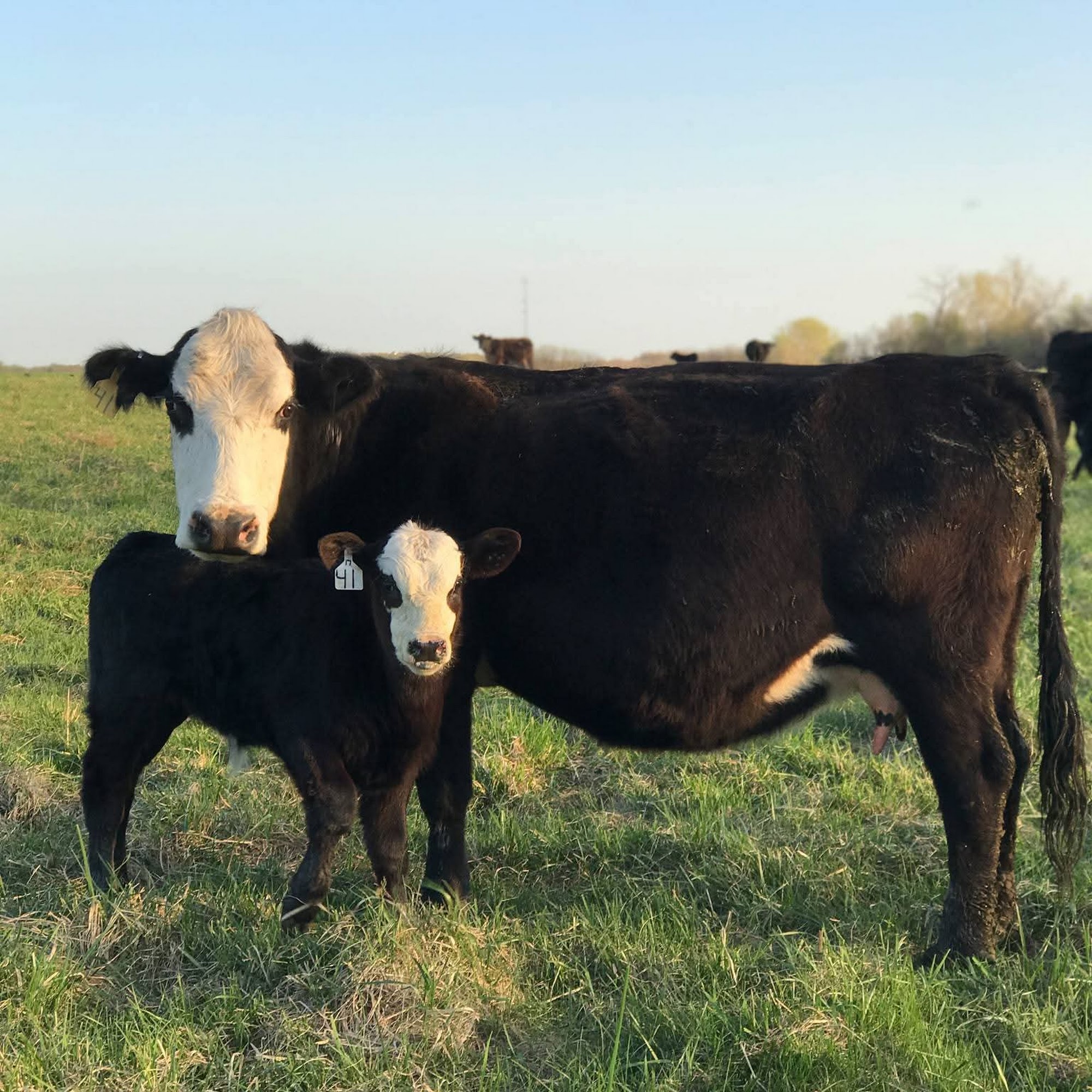 H & E West Mo Veterinary Clinic Appleton City