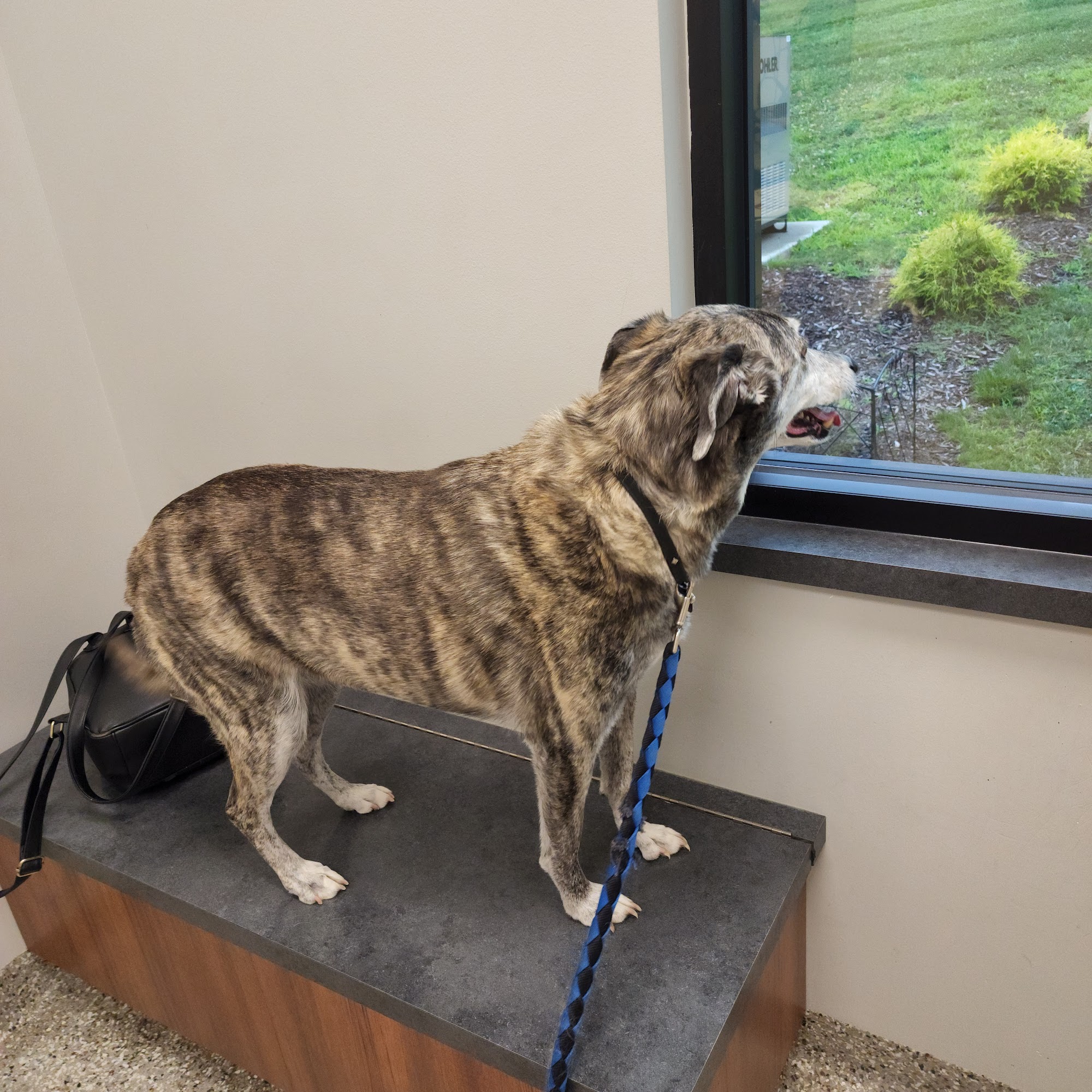 Arnold Animal Hospital Arnold