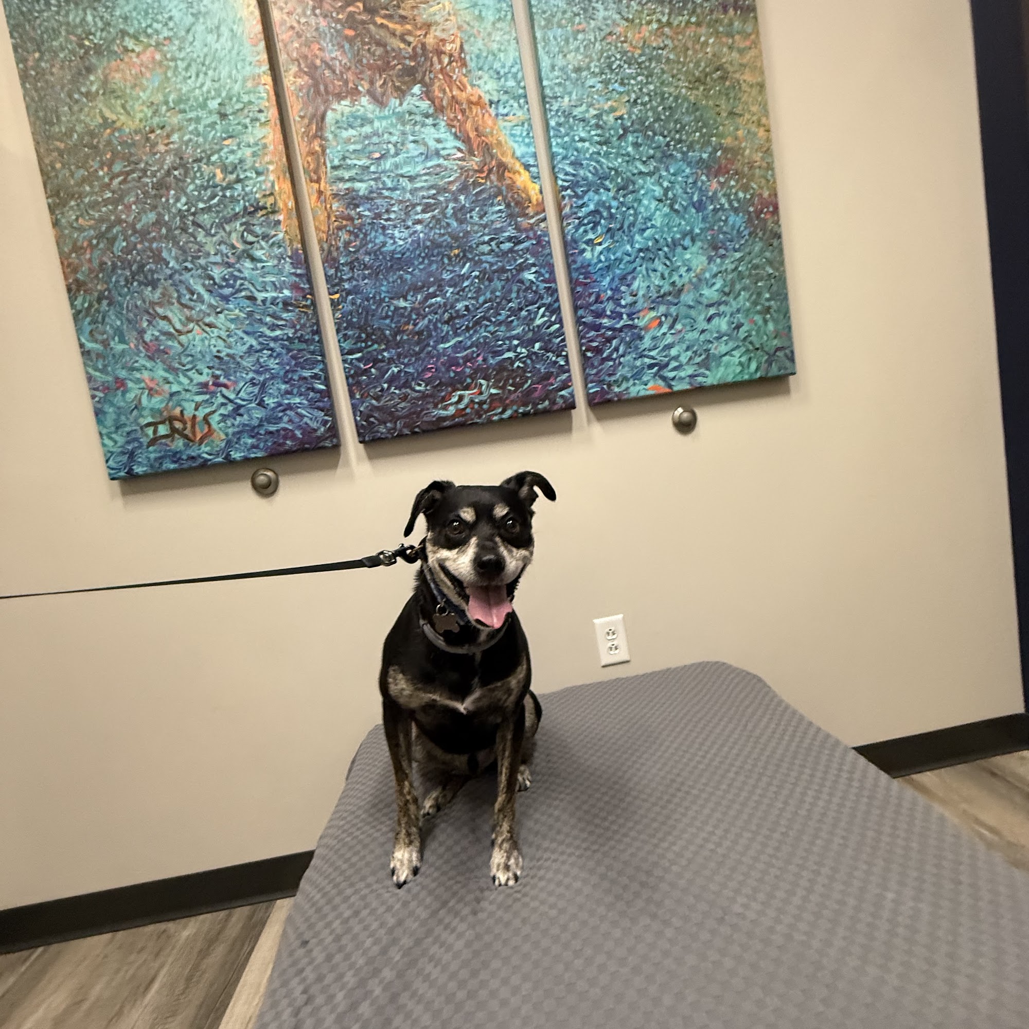 Animal House Veterinary Hospital Arnold