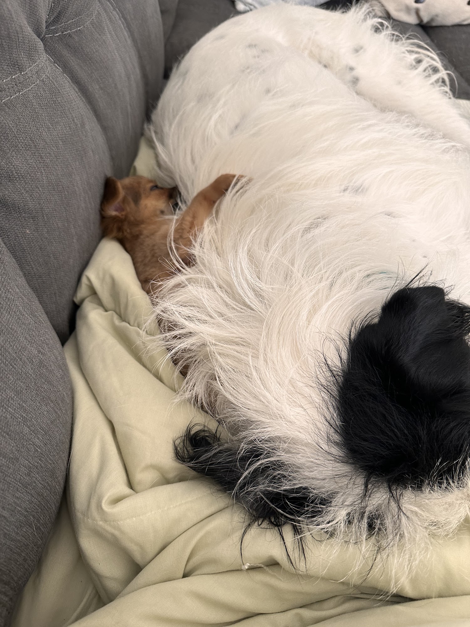 Vogel Veterinary Hospital Arnold