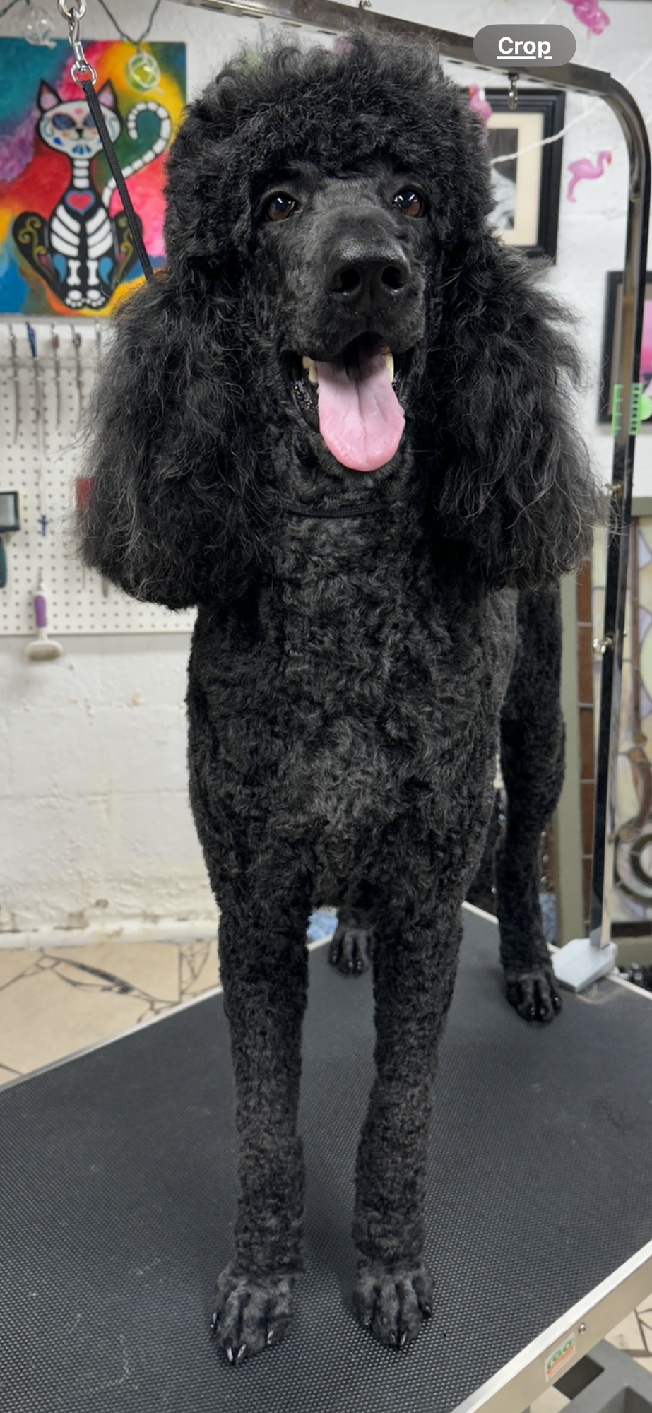 Sandy's Clipper Arnold