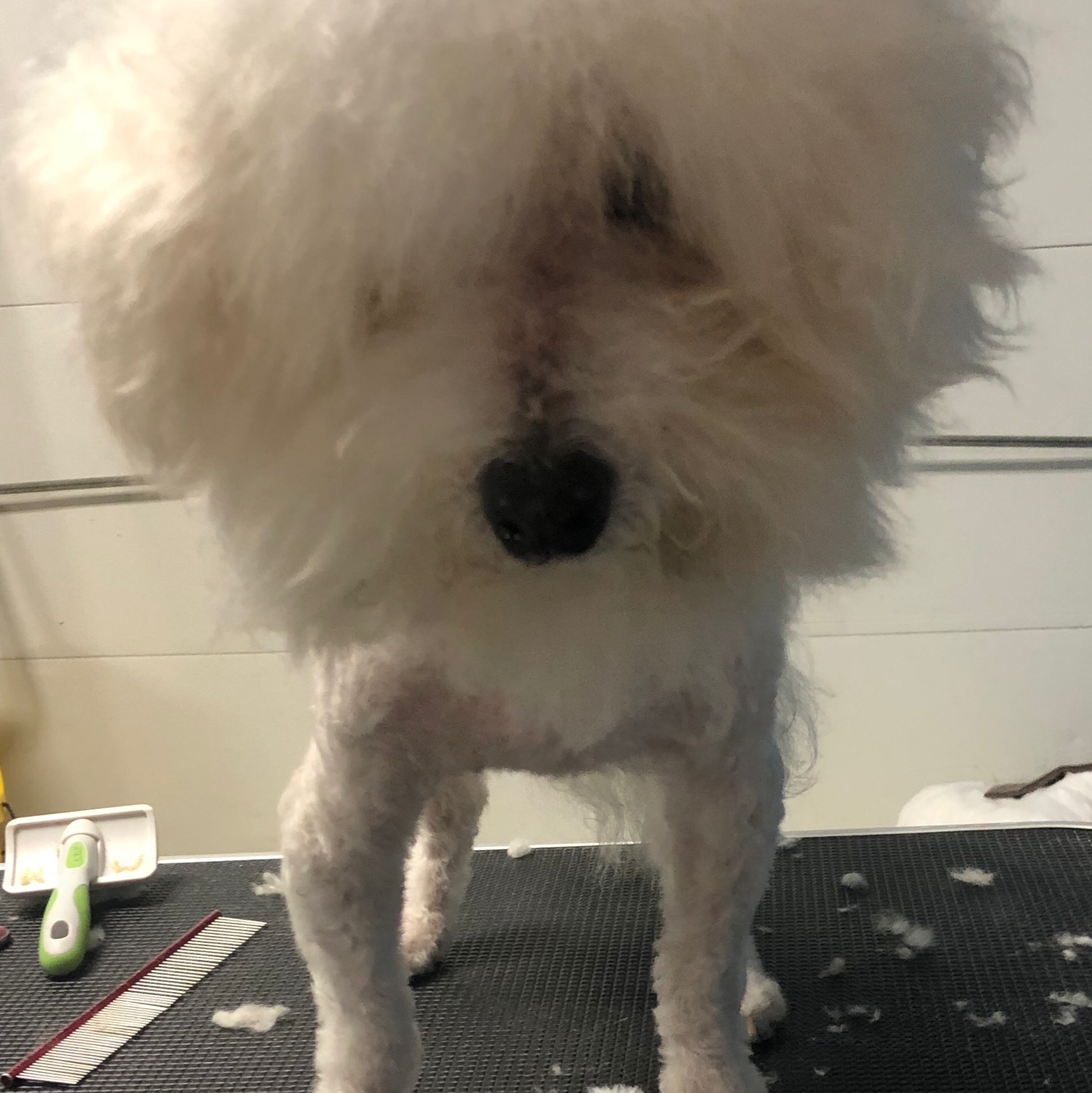 White House Kennel Arnold