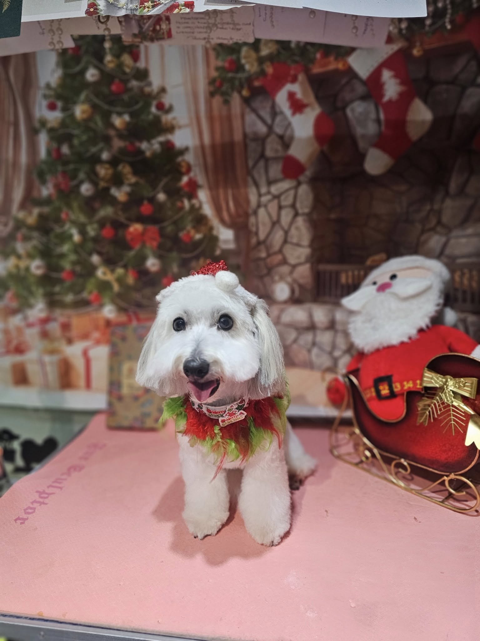 Heads or Tails Grooming Arnold