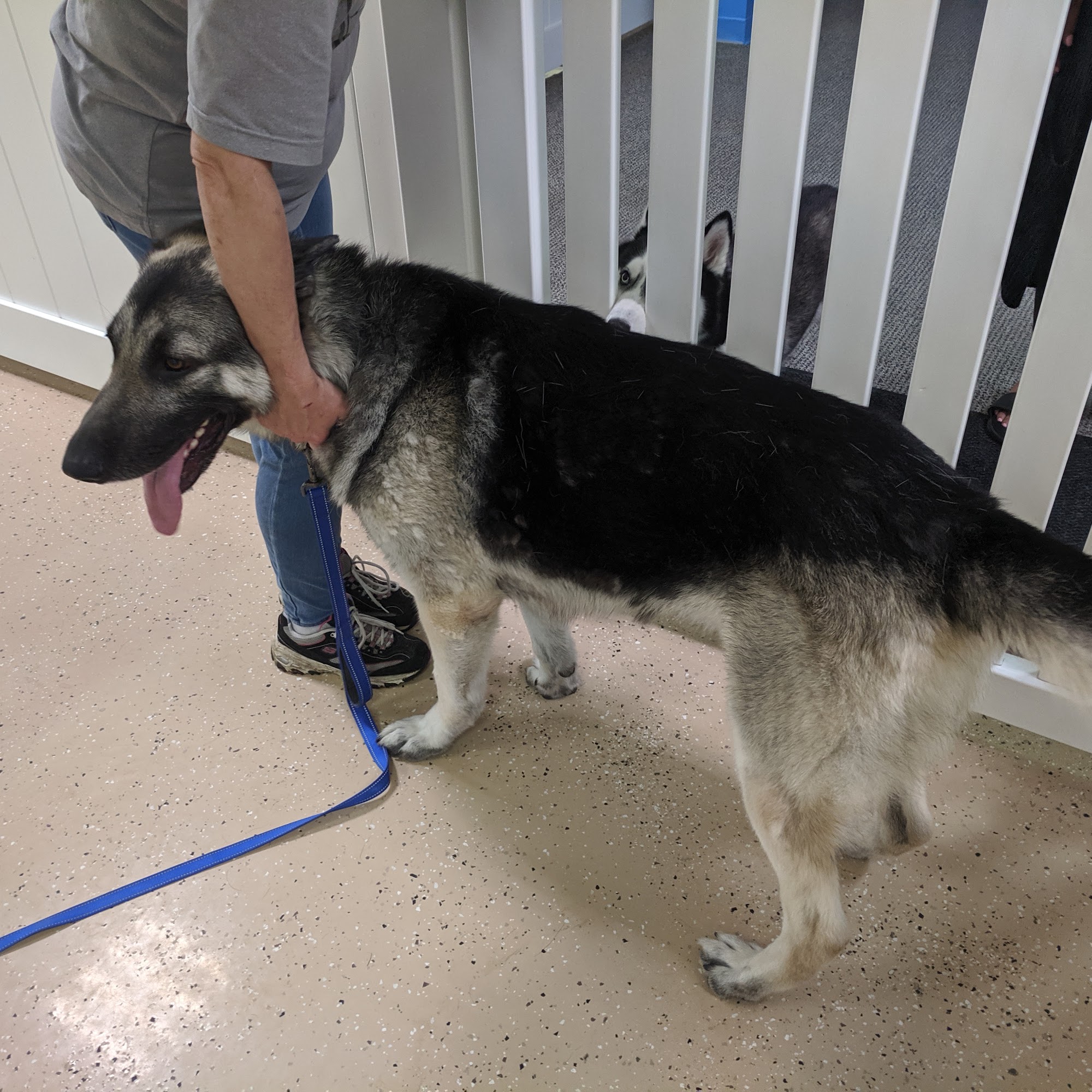 Playful Paws Daycare, Boarding and Grooming Arnold