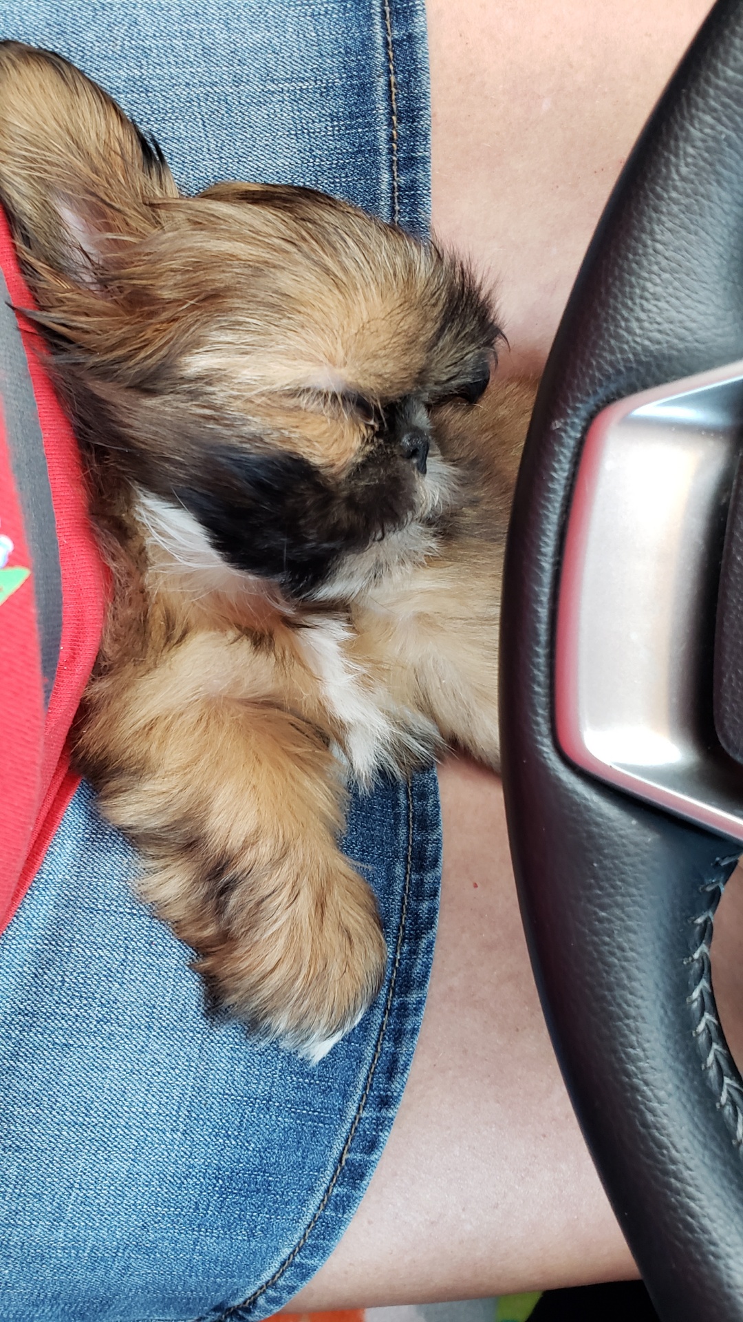 SacRiver Kennels Ash Grove