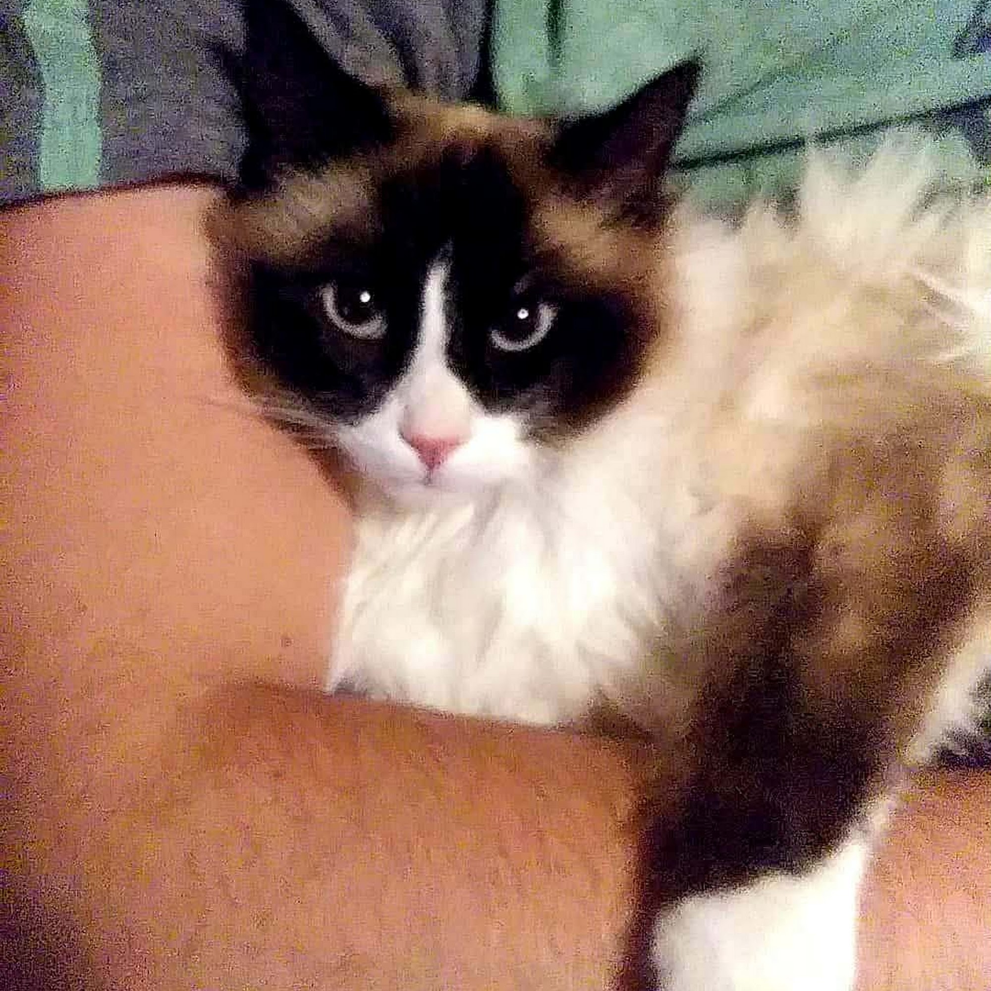 Animal Clinic Aurora