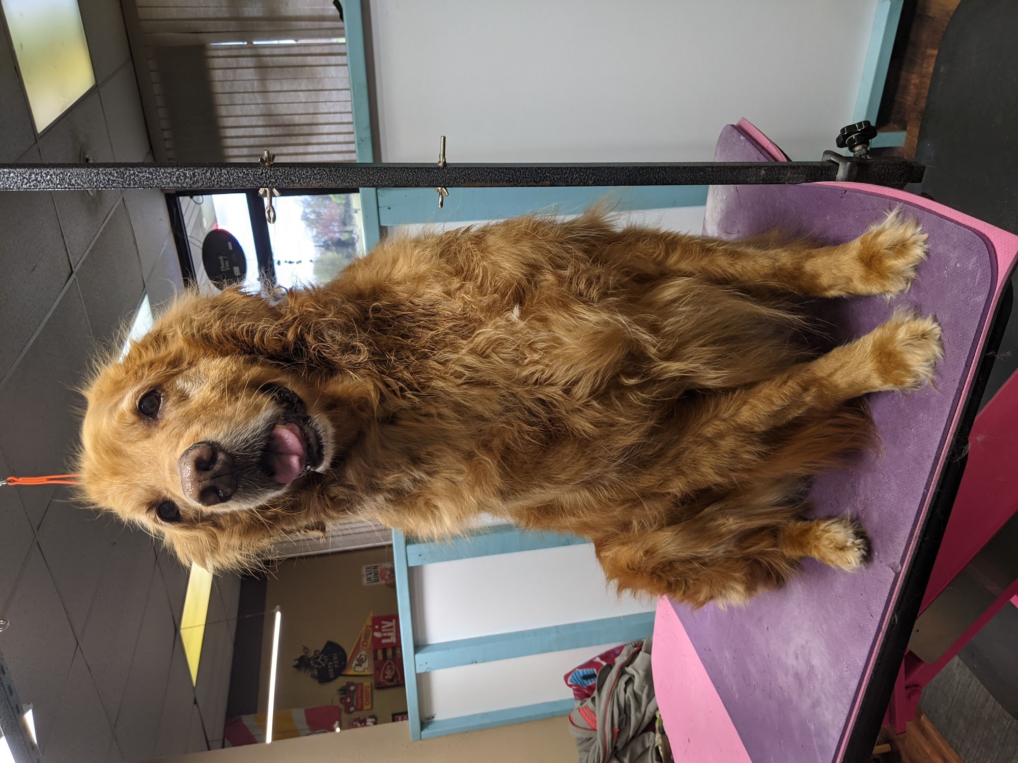 Dirty Paws Pet Grooming Aurora