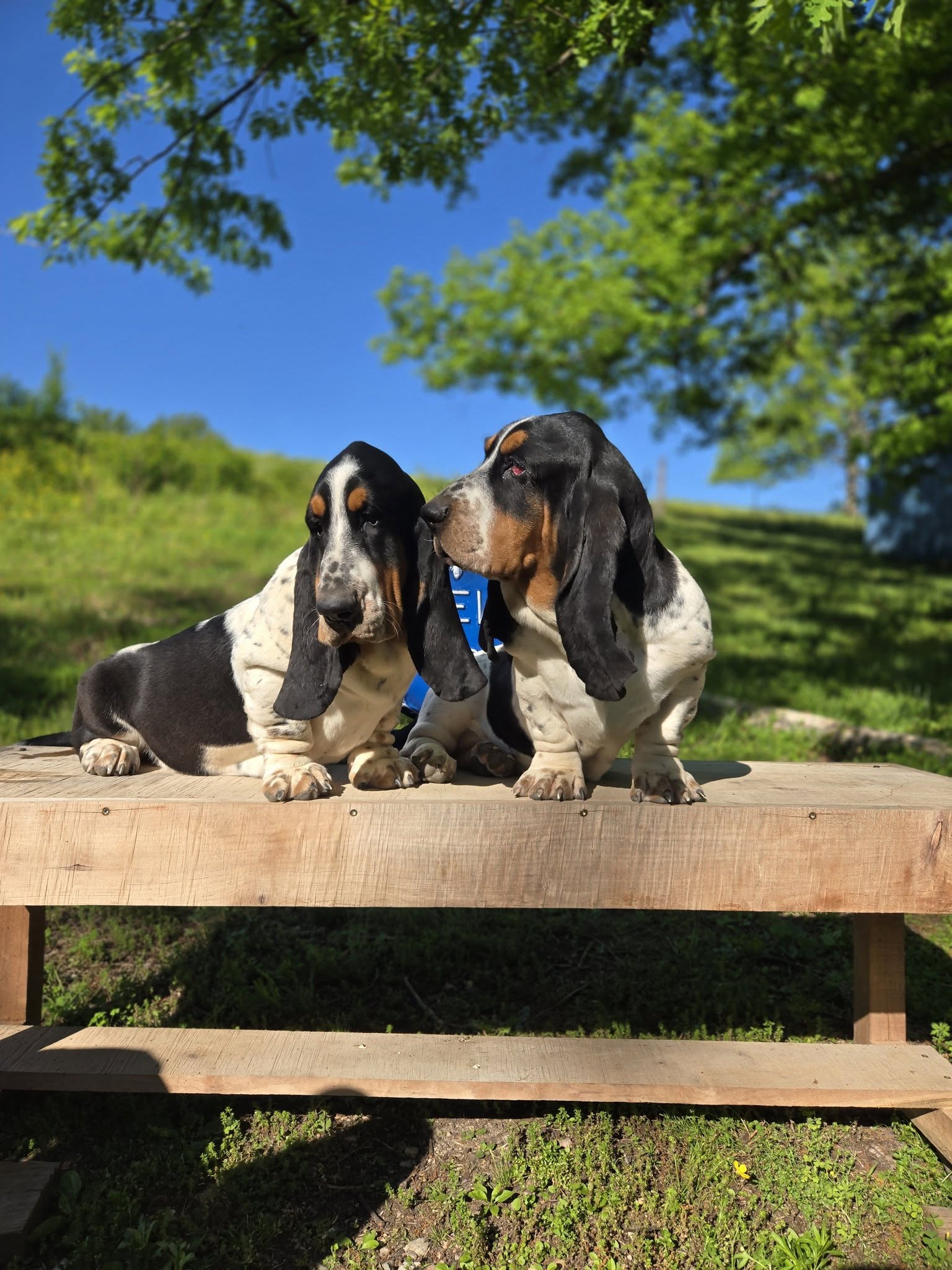 Stonewall Farm Bassets & Irish Terriers Ava