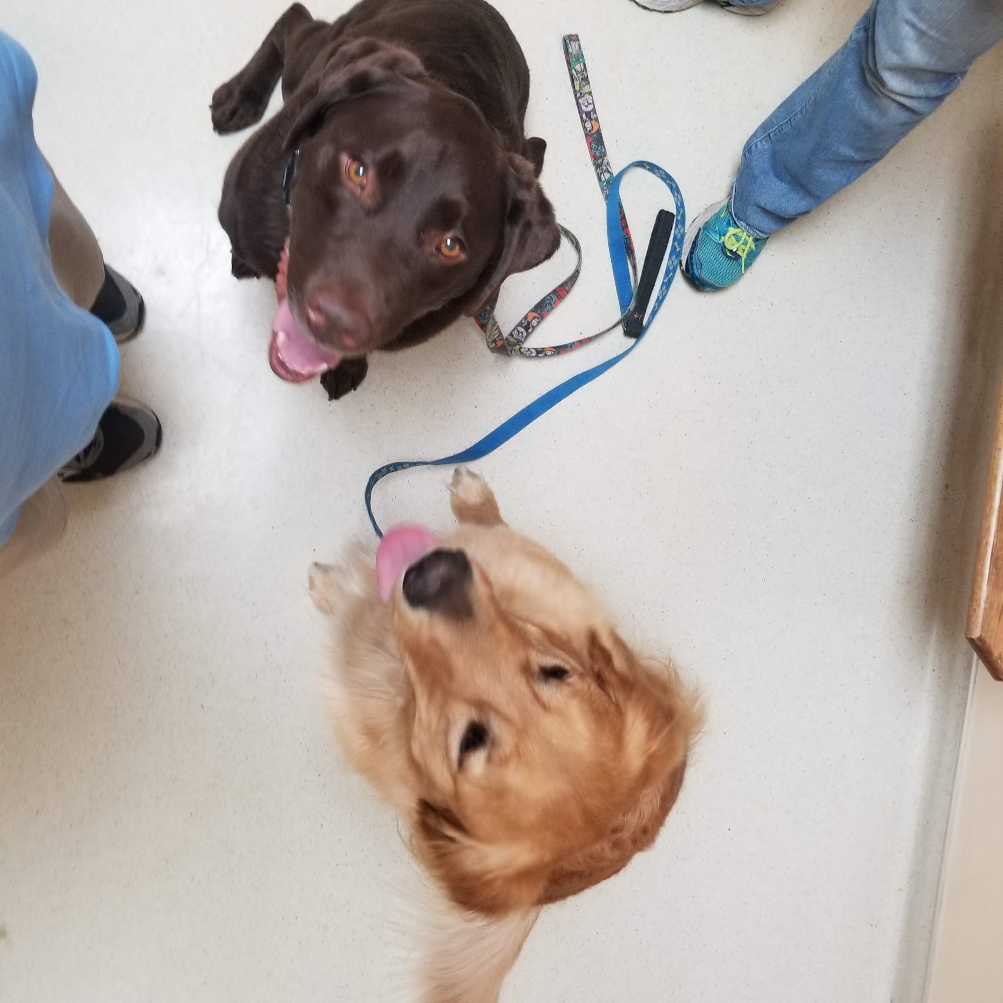 Barrett Station Veterinary Clinic Ballwin