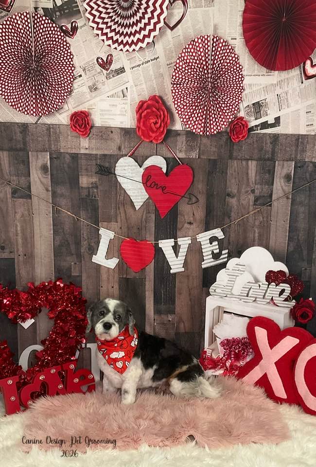 Canine Designs Ballwin