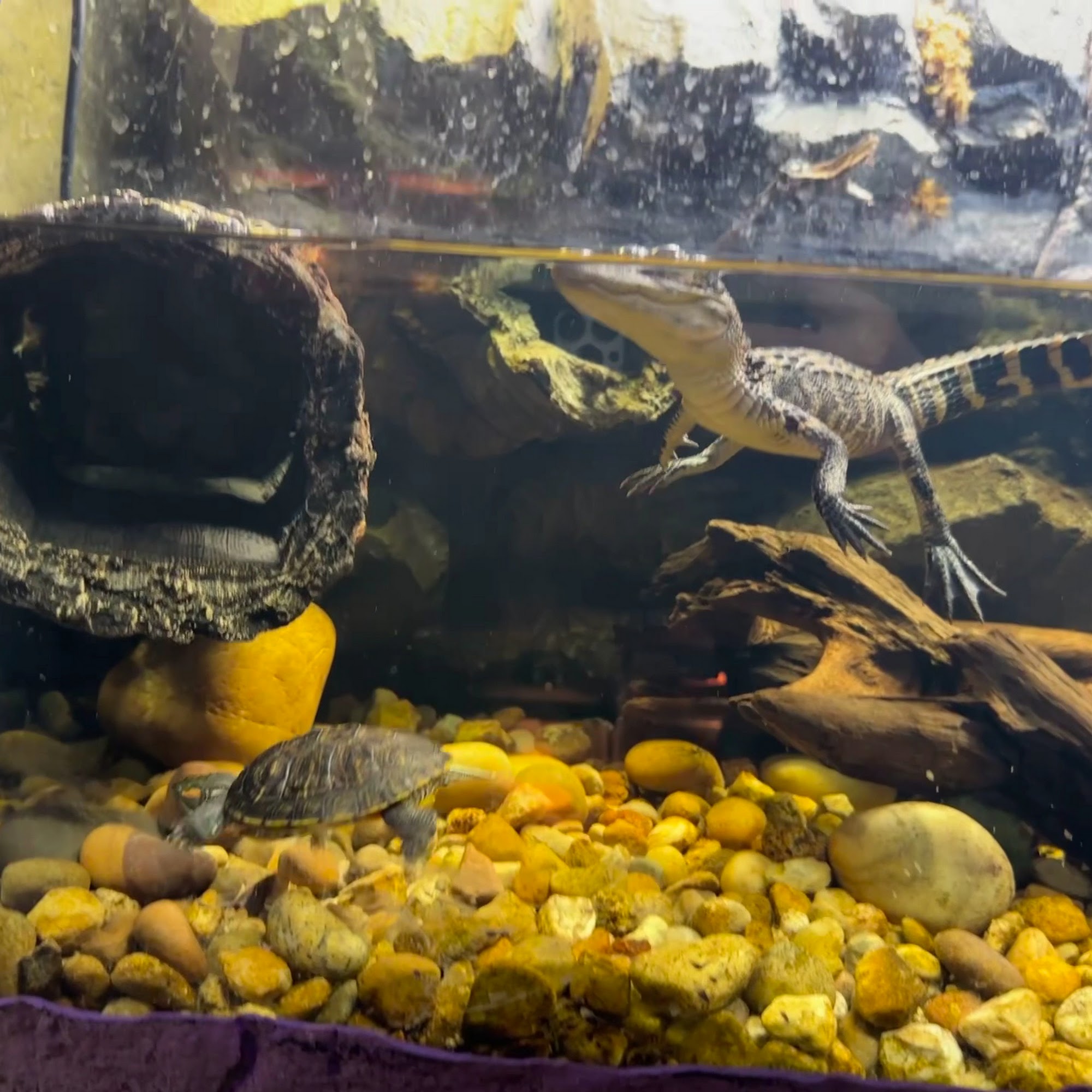 The Reptile Room - St.Louis