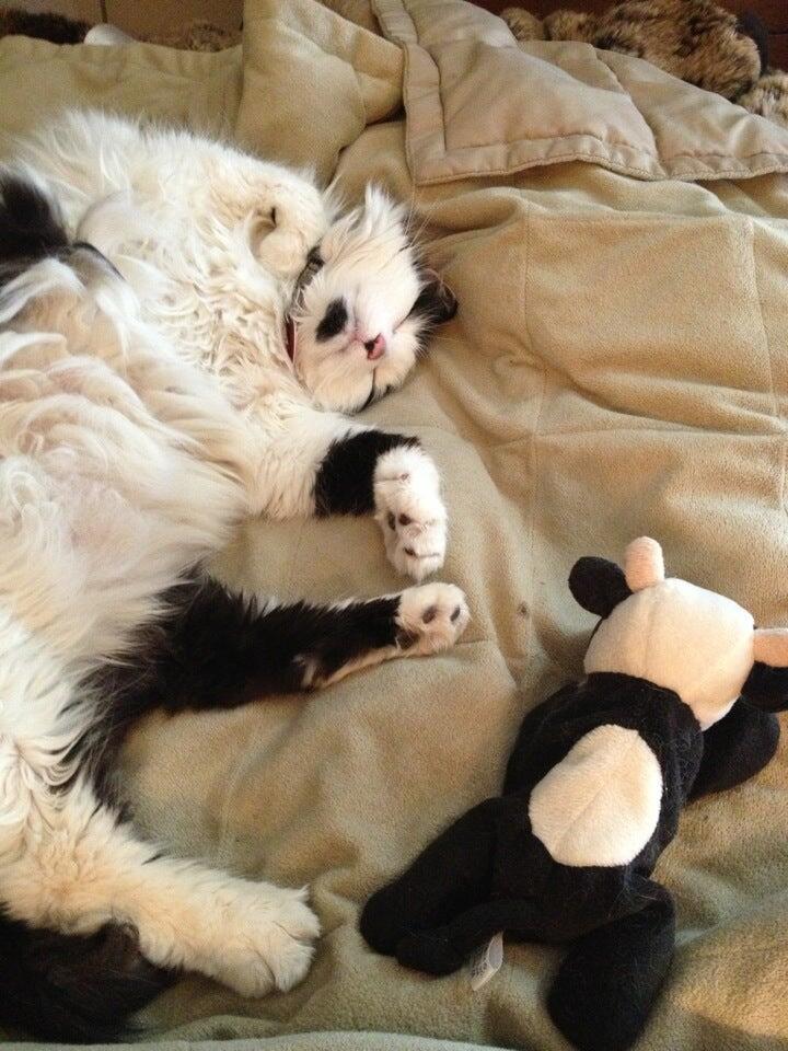 Belton Veterinary Center: Kelly Teresa DVM Belton